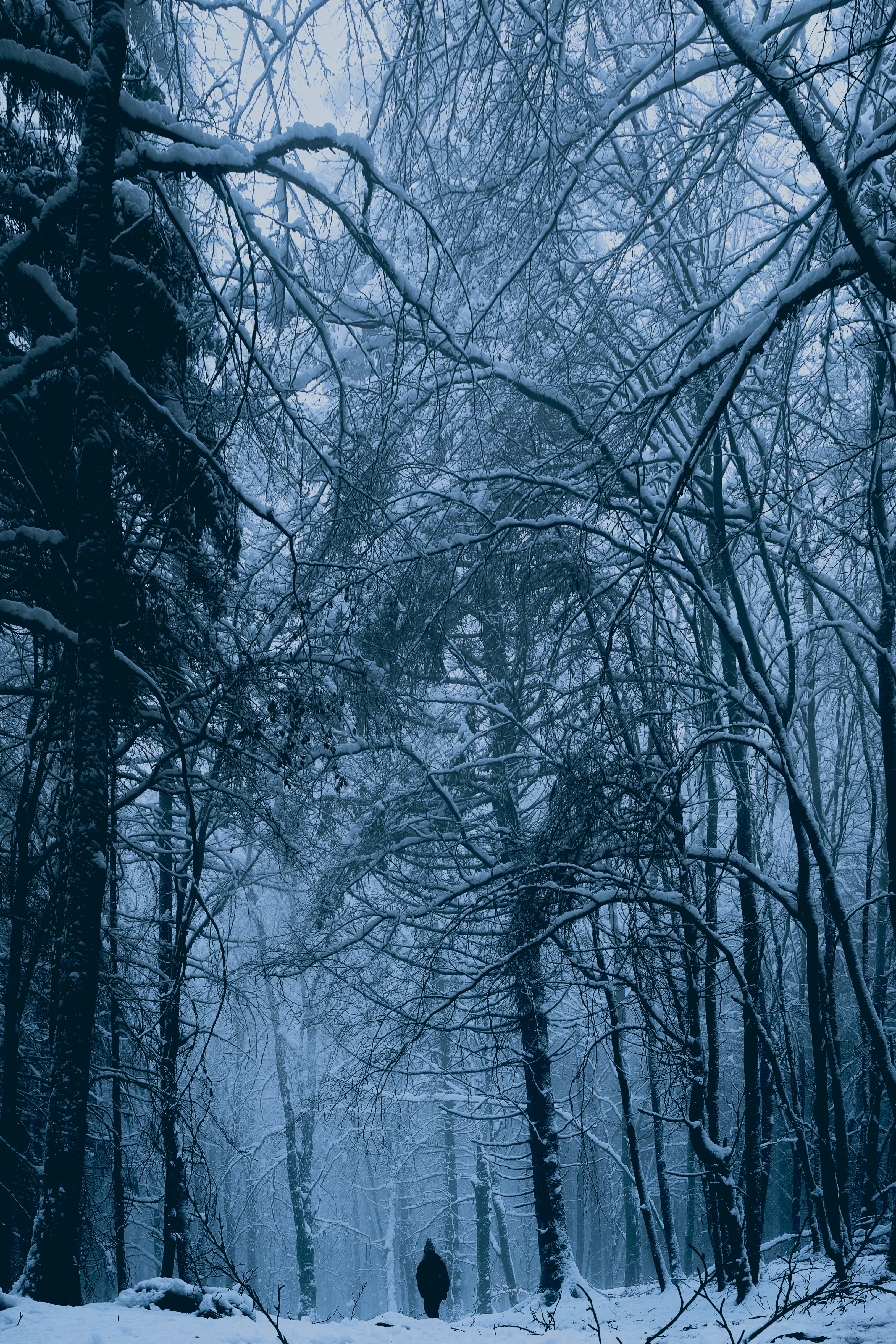 133247 免費下載壁紙 冬天, 雪, 杂项, 森林, 男子, 人类, 孤独 屏保和圖片