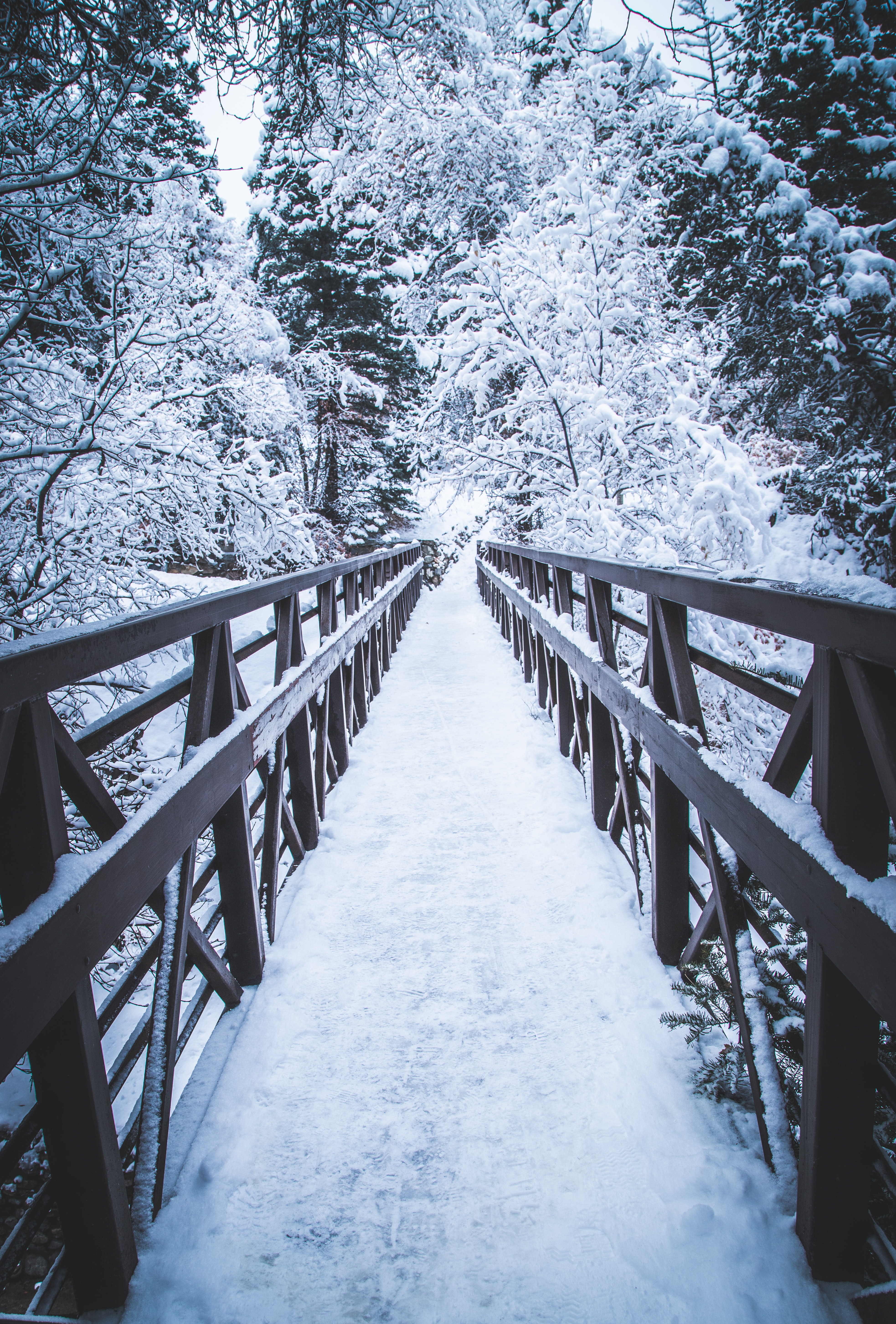 winter, trees, nature, snow, bridge wallpaper for mobile