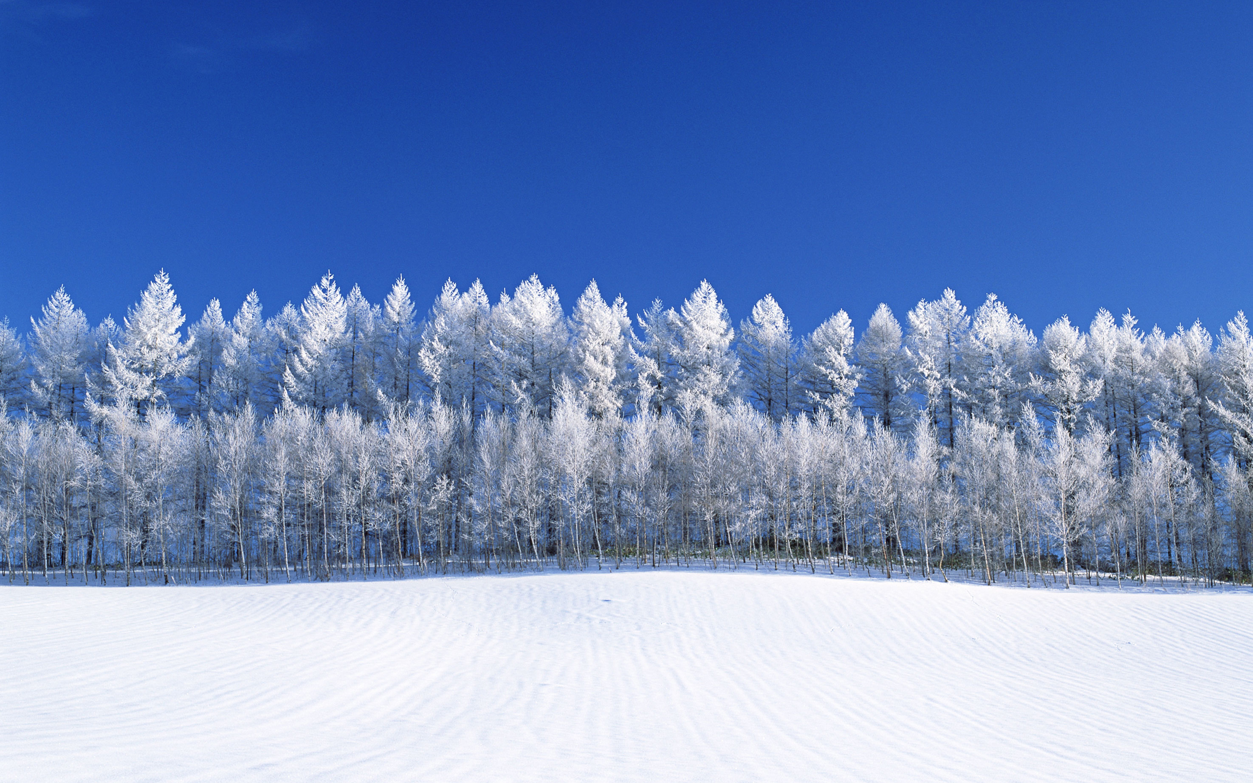 Поле с сугробами. Зимнее поле. Зимний лес. Панорама зимнего леса. Заснеженное поле.