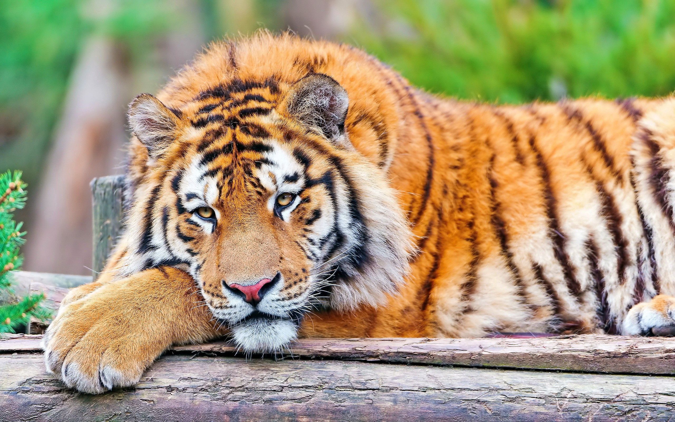 132402 Bild herunterladen tiere, grass, sich hinlegen, liegen, raubtier, predator, big cat, große katze, tiger - Hintergrundbilder und Bildschirmschoner kostenlos