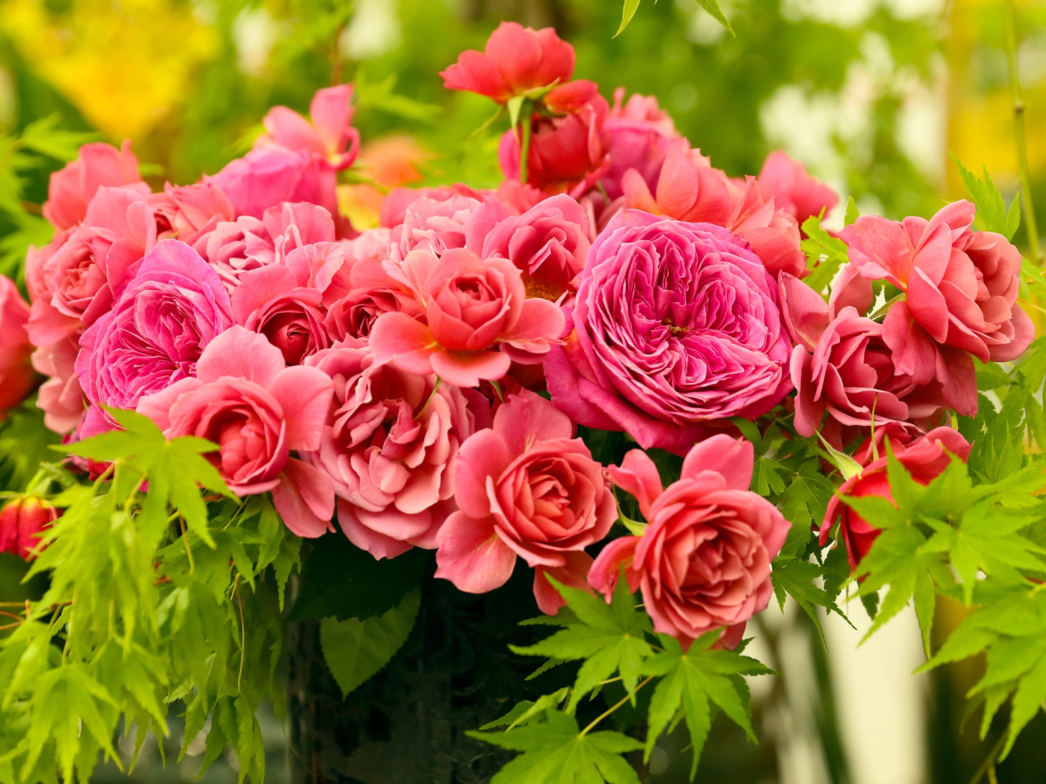 109706 завантажити шпалери рози, квіти, букет, рожевий, бутони, бутонів - заставки і картинки безкоштовно