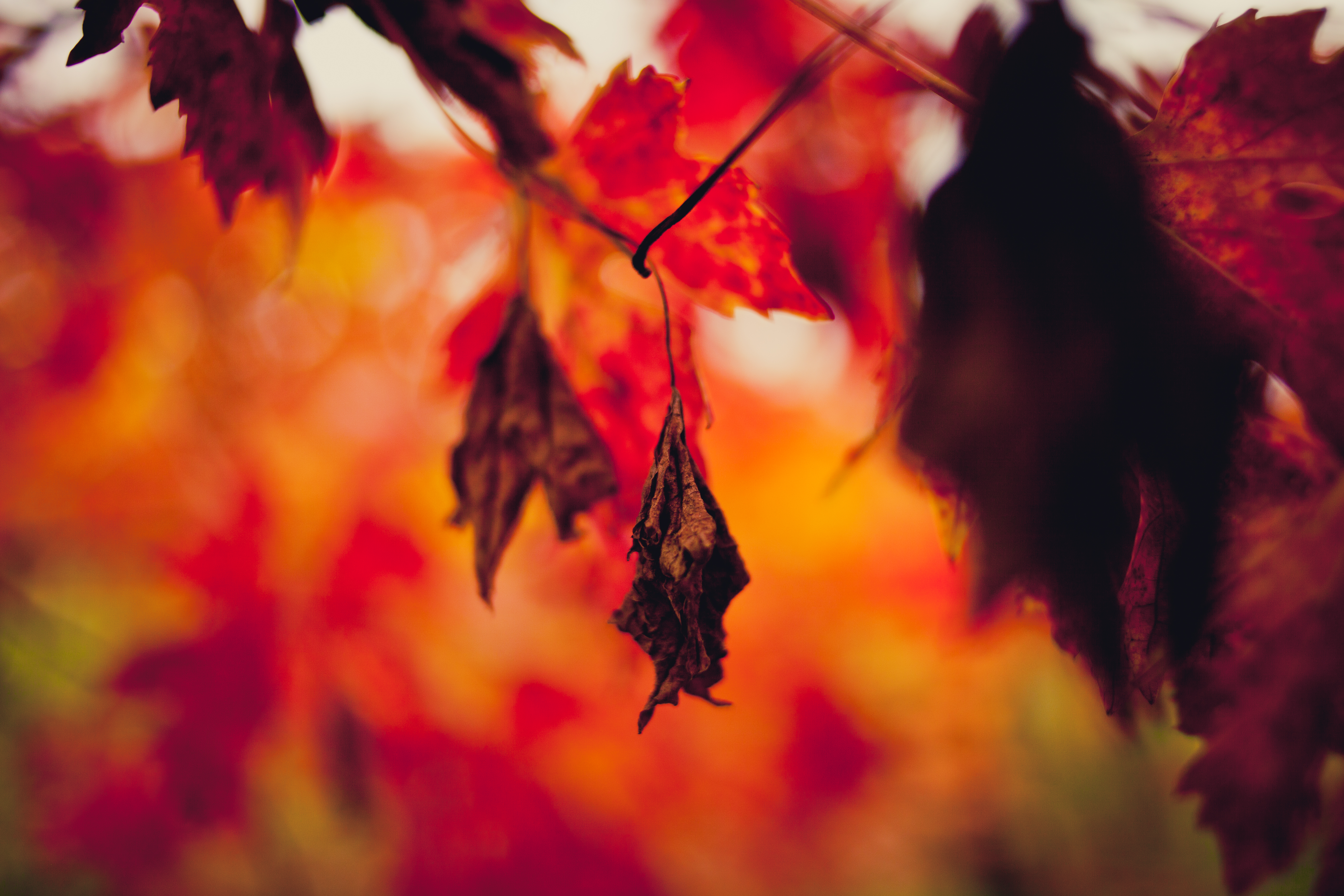 Phone Wallpaper macro, blur, smooth, autumn