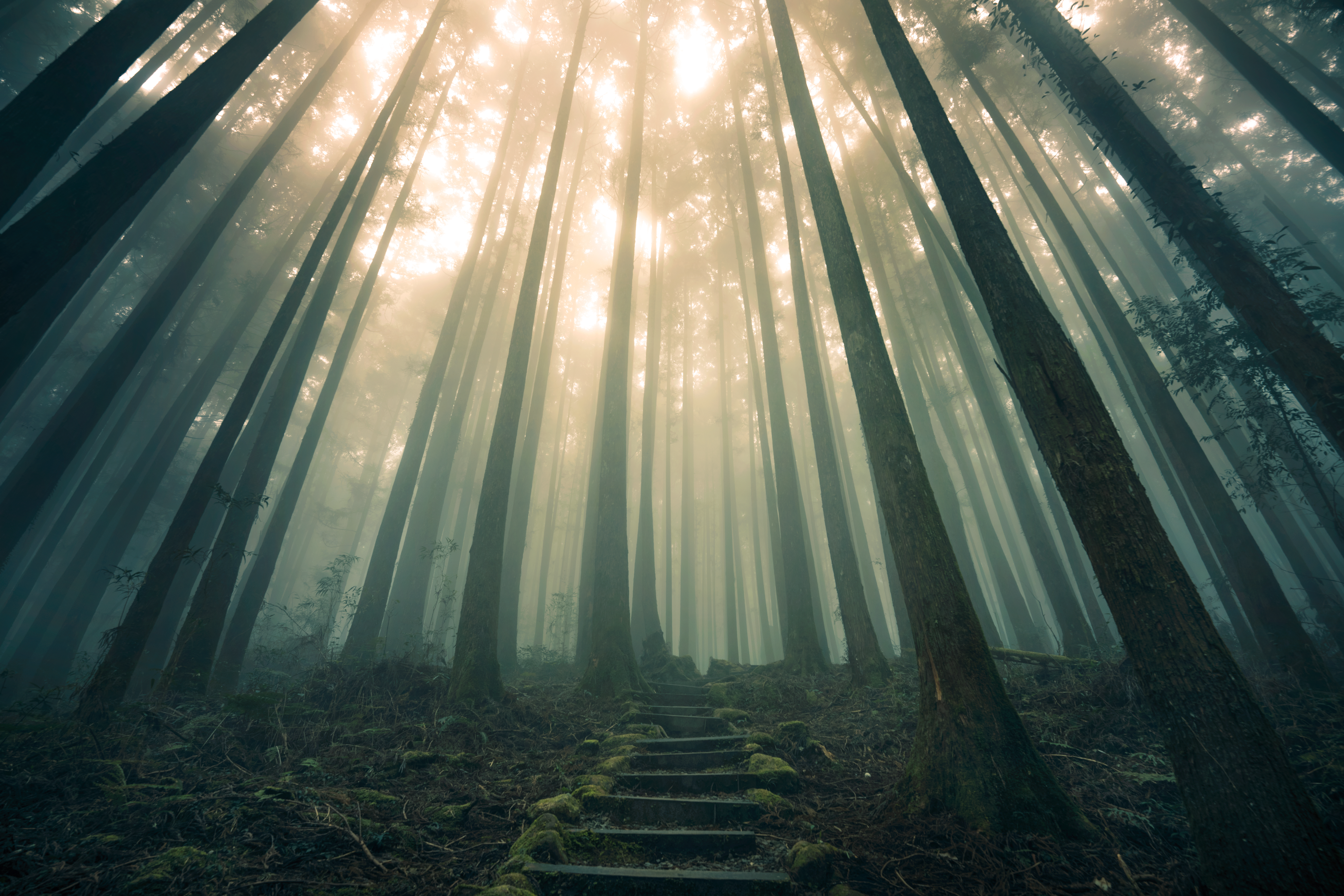 fog, forest, stairs, ladder, nature 4K Ultra