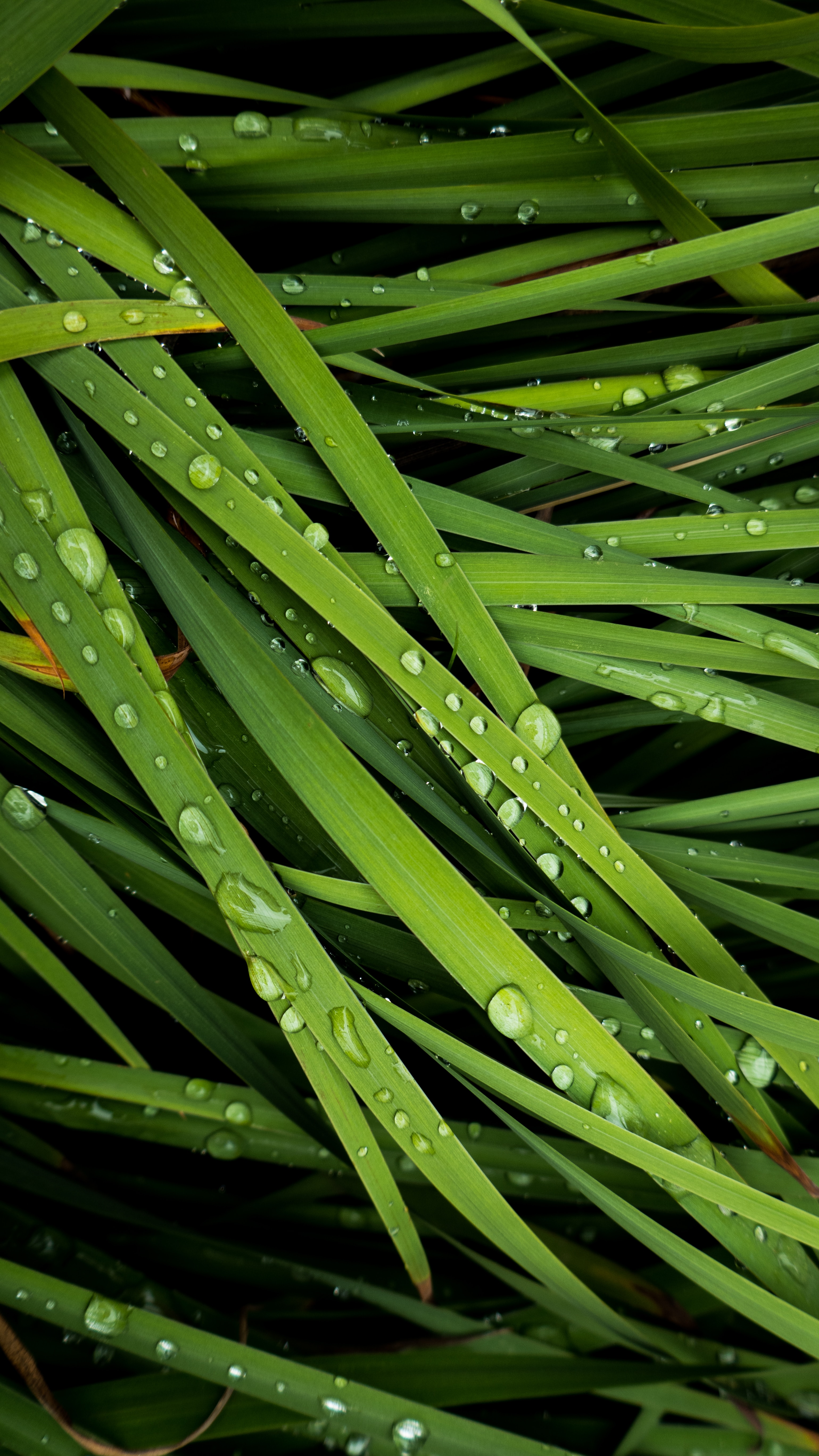 grass, drops, macro, dew Phone Background