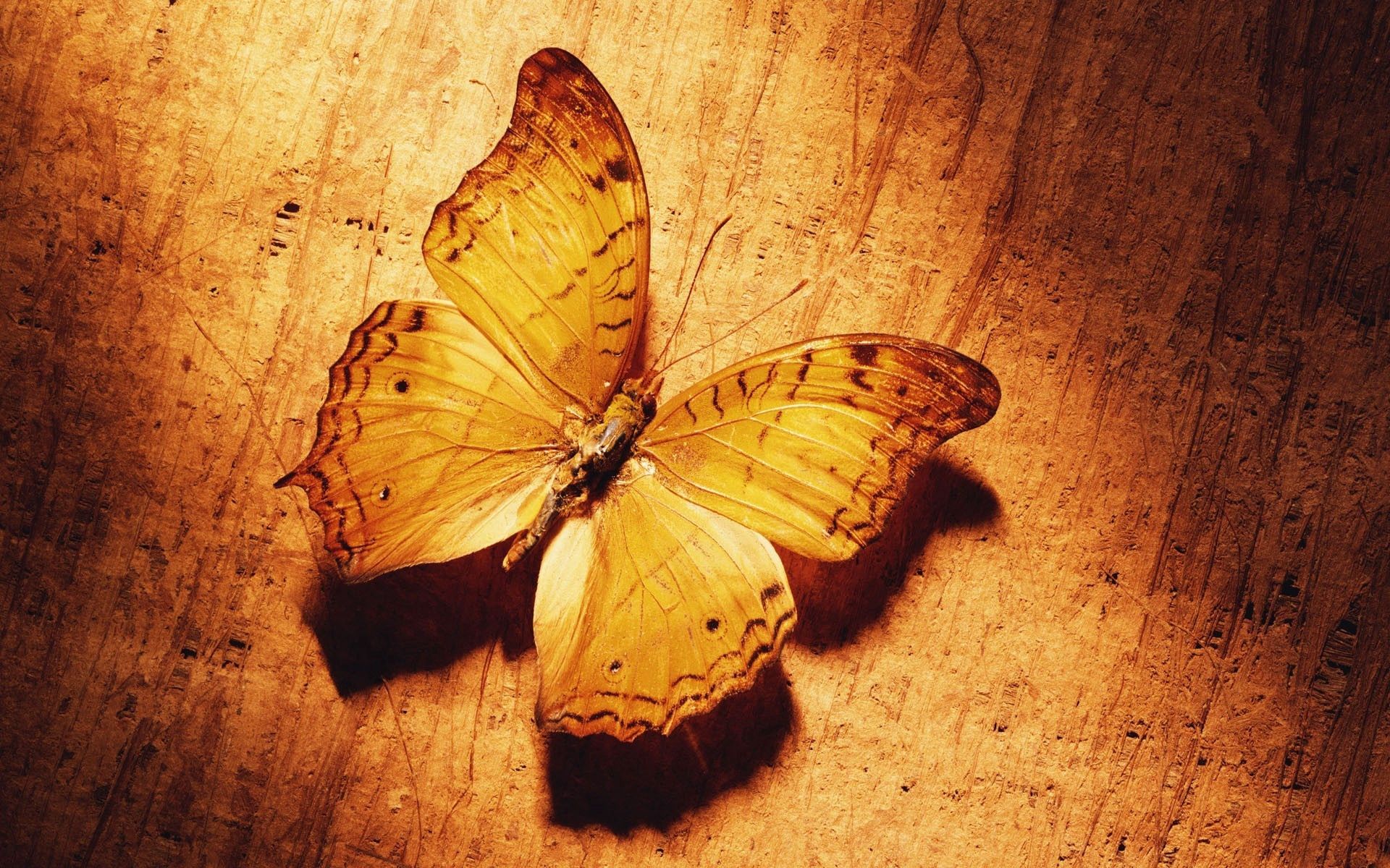 81278 free wallpaper 320x480 for phone, download images pattern, butterfly, wings, surface 320x480 for mobile
