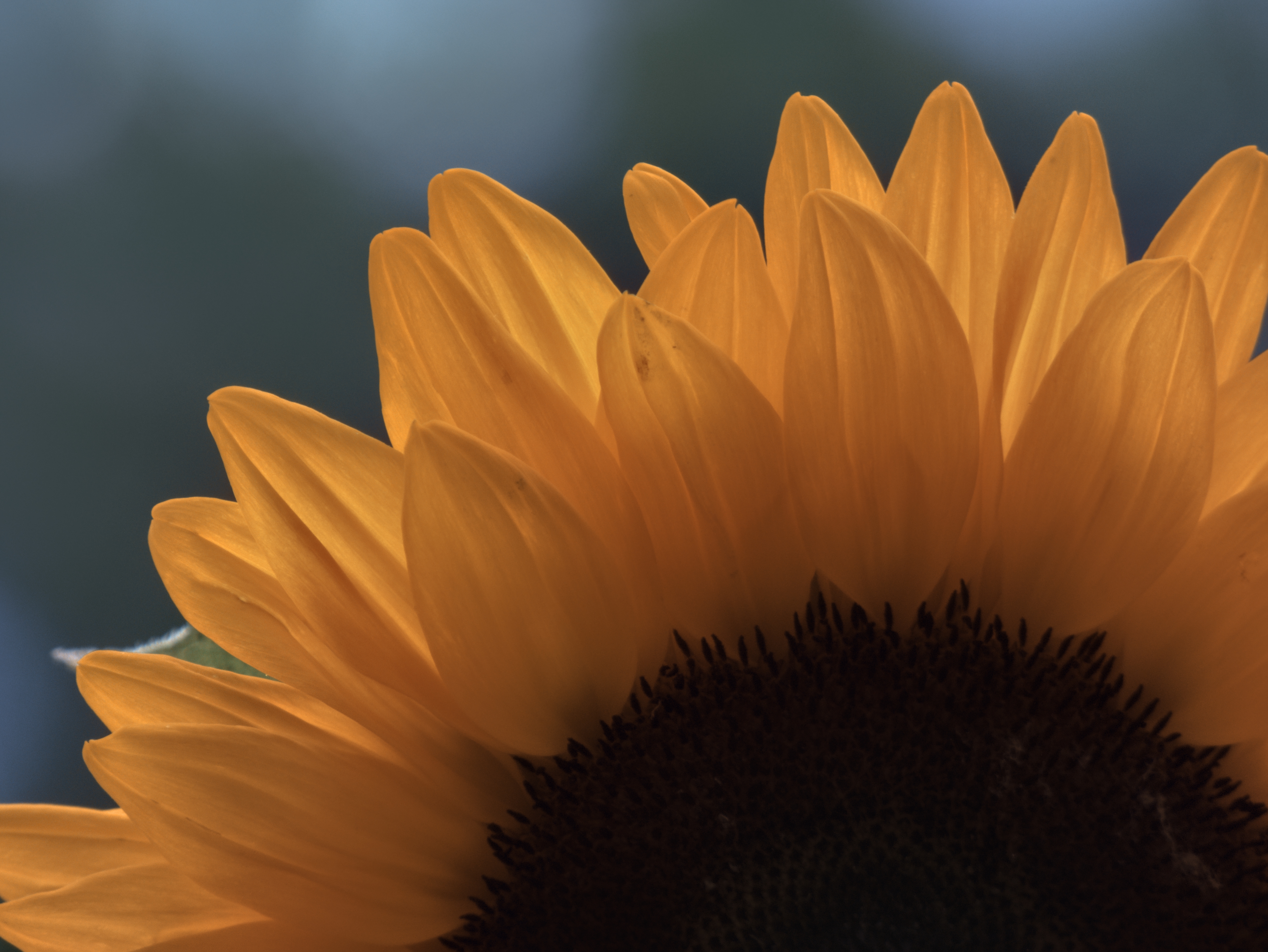 135473 Hintergrundbilder und Sonnenblume Bilder auf dem Desktop. Laden Sie blume, blumen, makro, blütenblätter Bildschirmschoner kostenlos auf den PC herunter