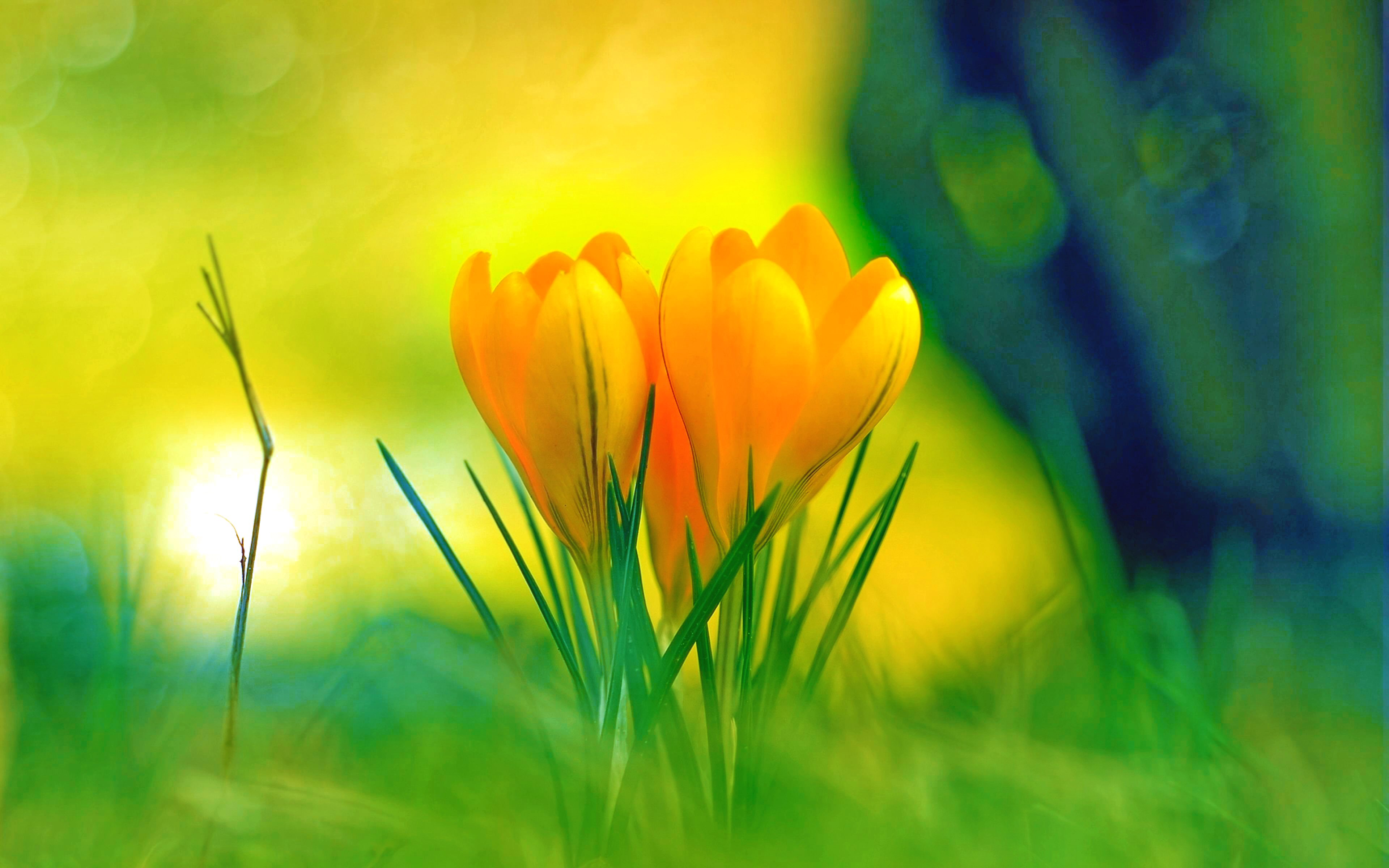 337075 скачать обои весна, флауэрсы, крокус, цветок, земля/природа, желтый цветок - заставки и картинки бесплатно