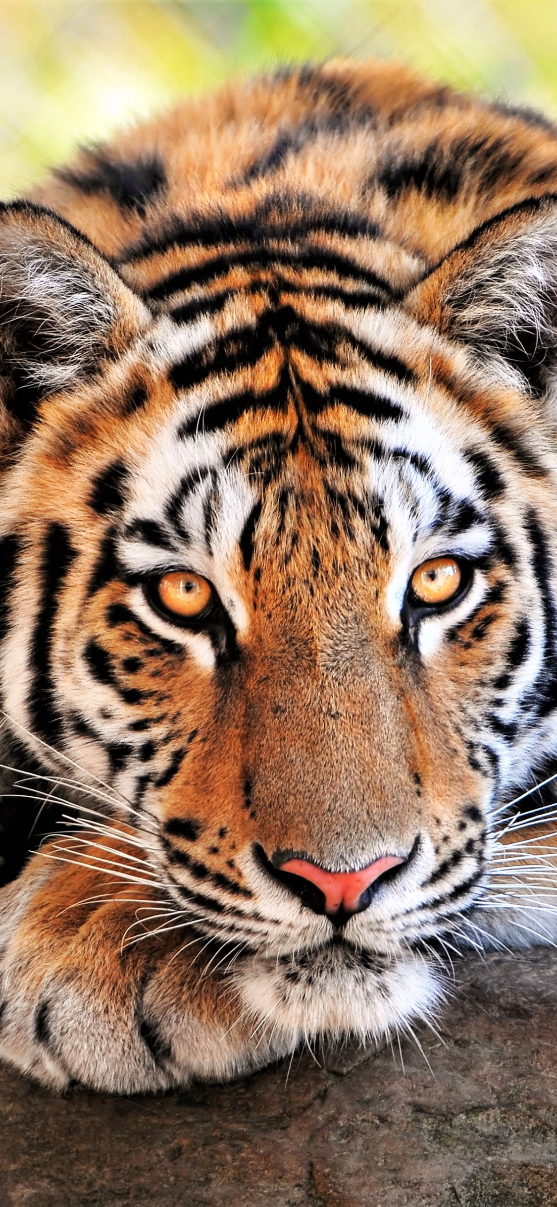 animal, tiger, bengal tiger, cats iphone wallpaper