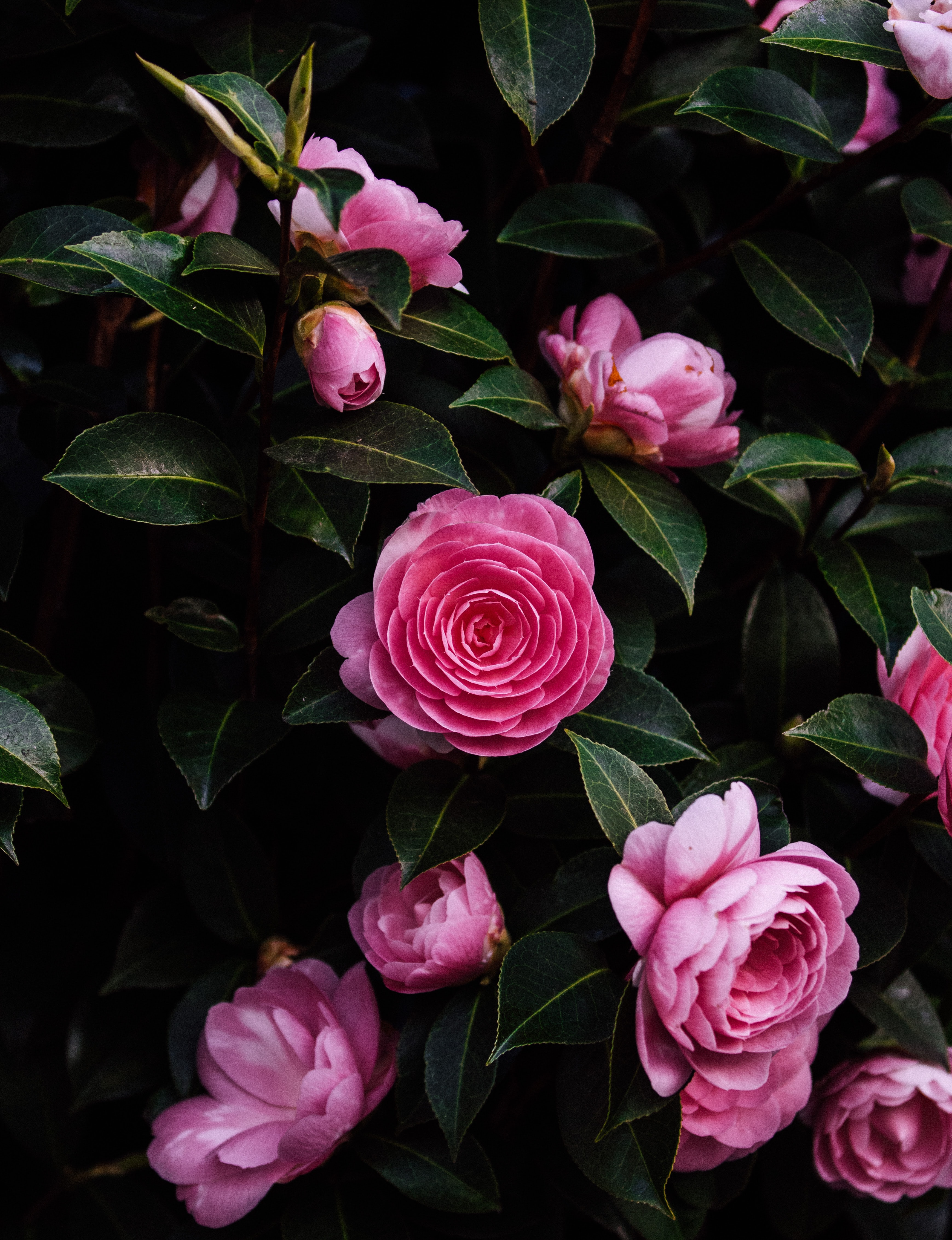 rose, flower, flowers, bush, rose flower HD wallpaper