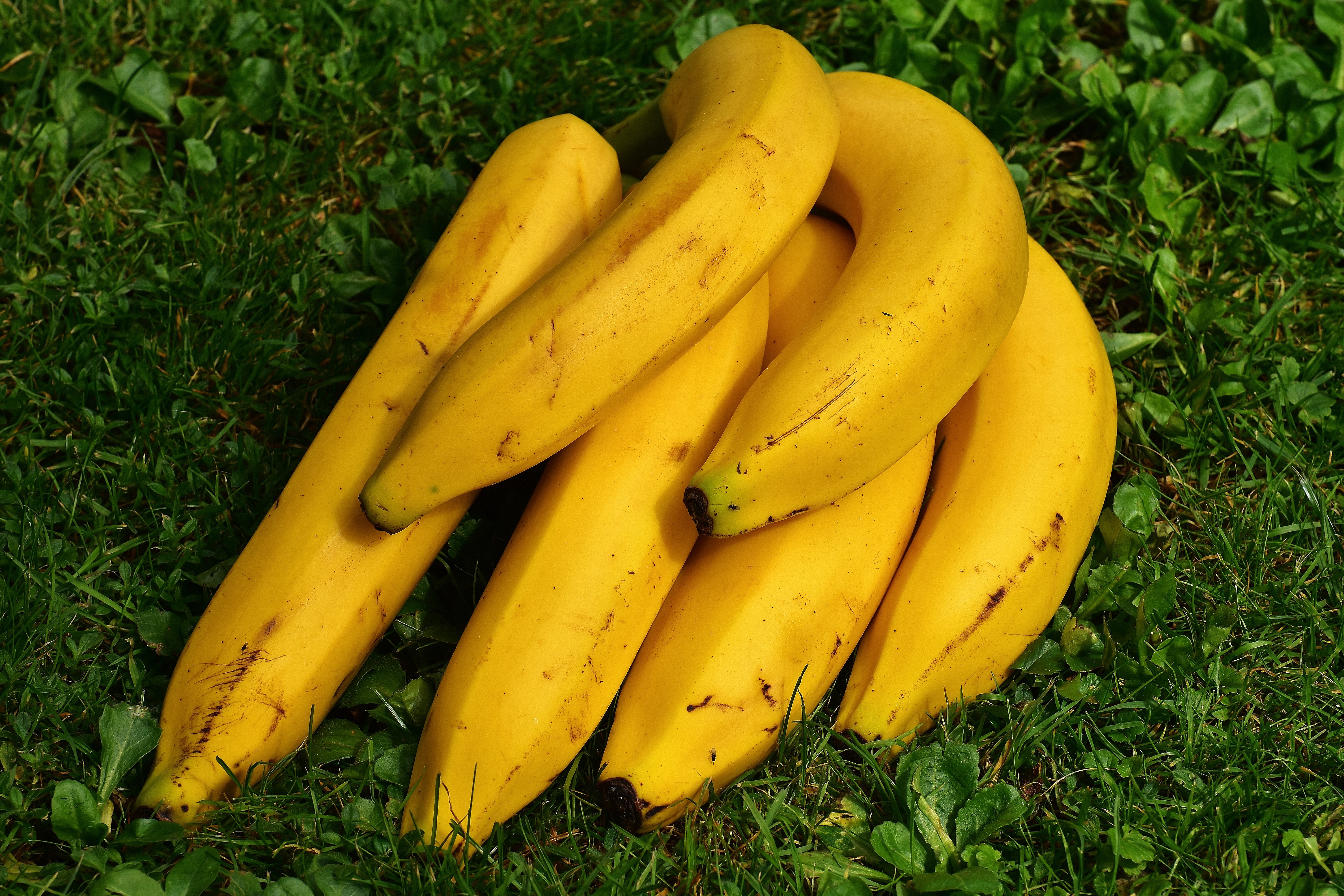 Laden Sie das Obst, Lebensmittel, Grass, Bananas, Reif-Bild kostenlos auf Ihren PC-Desktop herunter