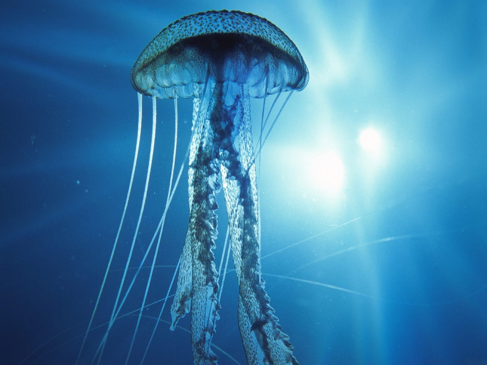 5347 Hintergrundbild herunterladen tiere, sea, jellyfish, blau - Bildschirmschoner und Bilder kostenlos