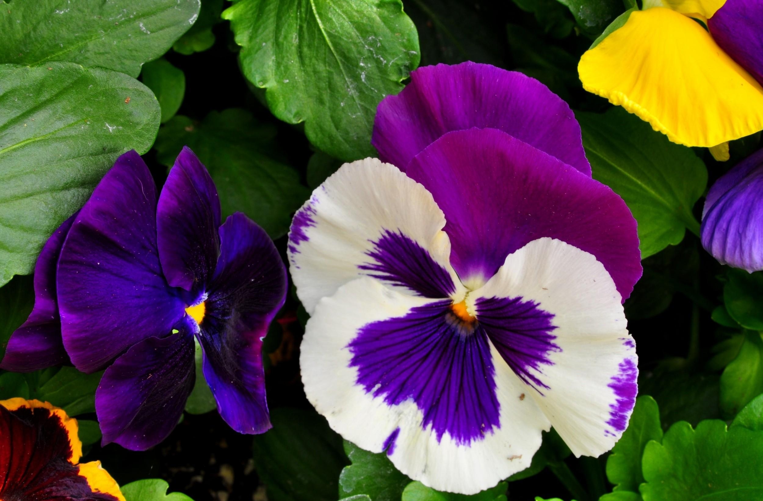 60843 download wallpaper flowers, pansies, bright, close-up, greens, flower bed, flowerbed screensavers and pictures for free
