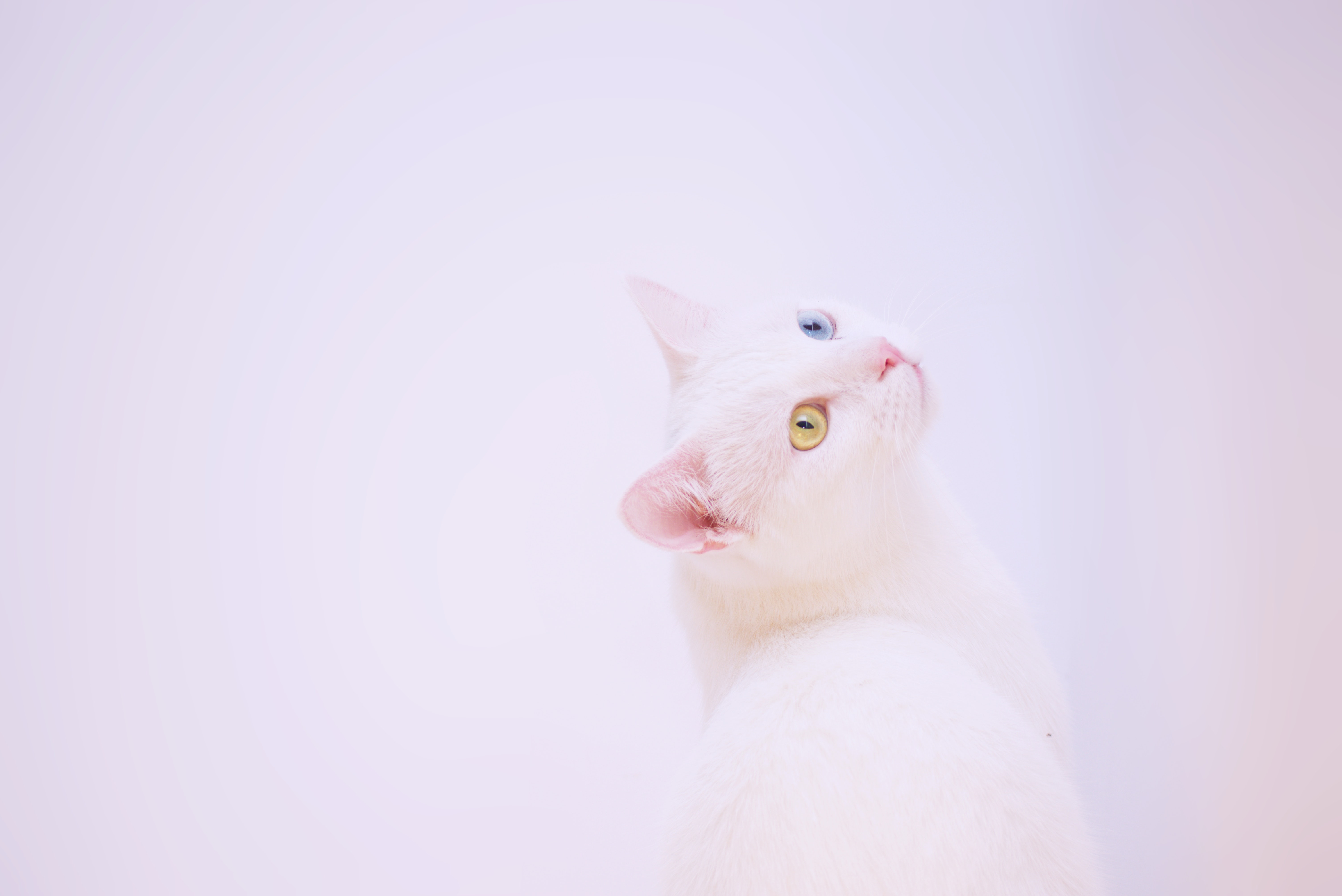 152534 free download White wallpapers for phone, cat, minimalism, muzzle, heterochromia White images and screensavers for mobile