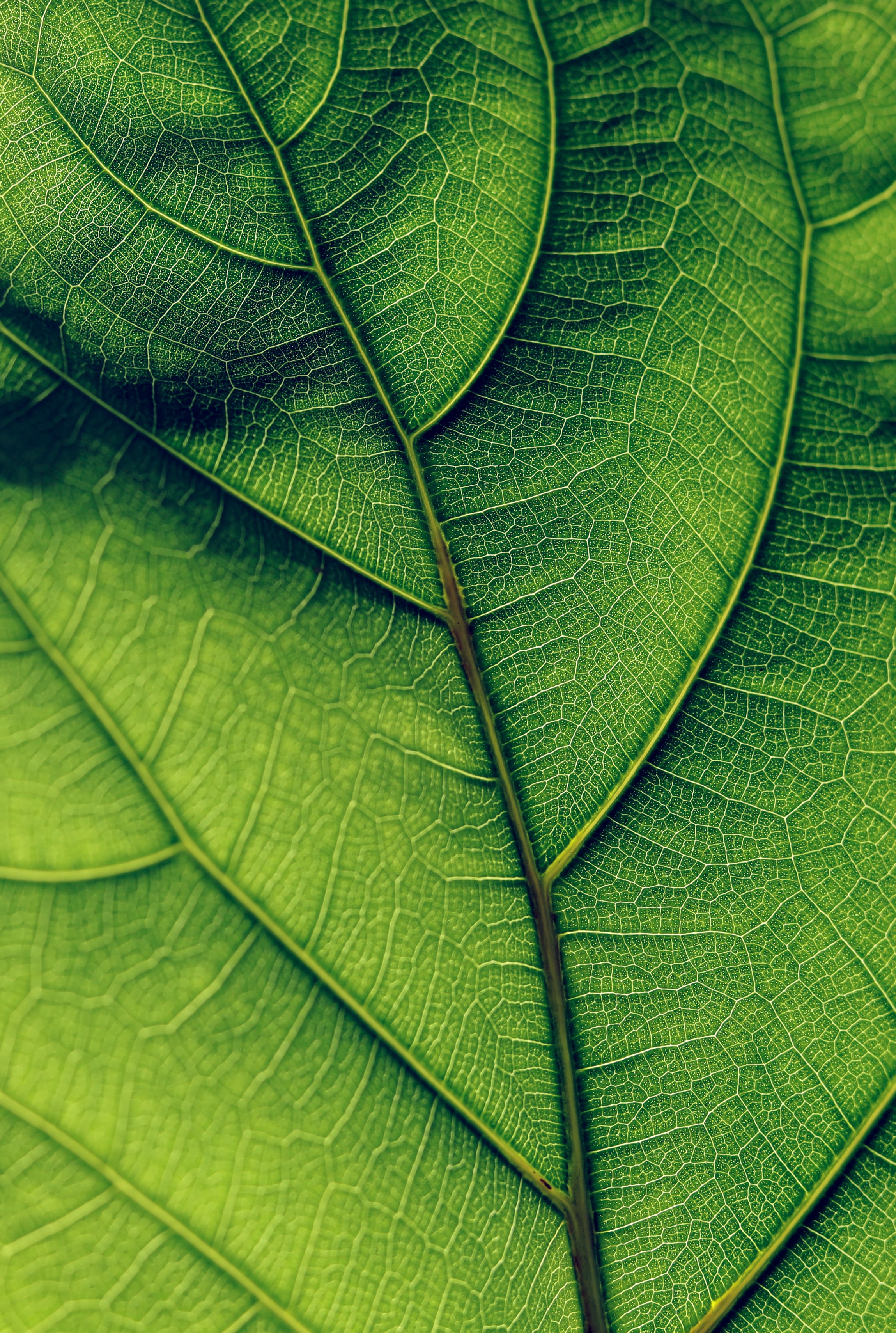 136486 free download Green wallpapers for phone, leaflet, surface, macro, veins Green images and screensavers for mobile