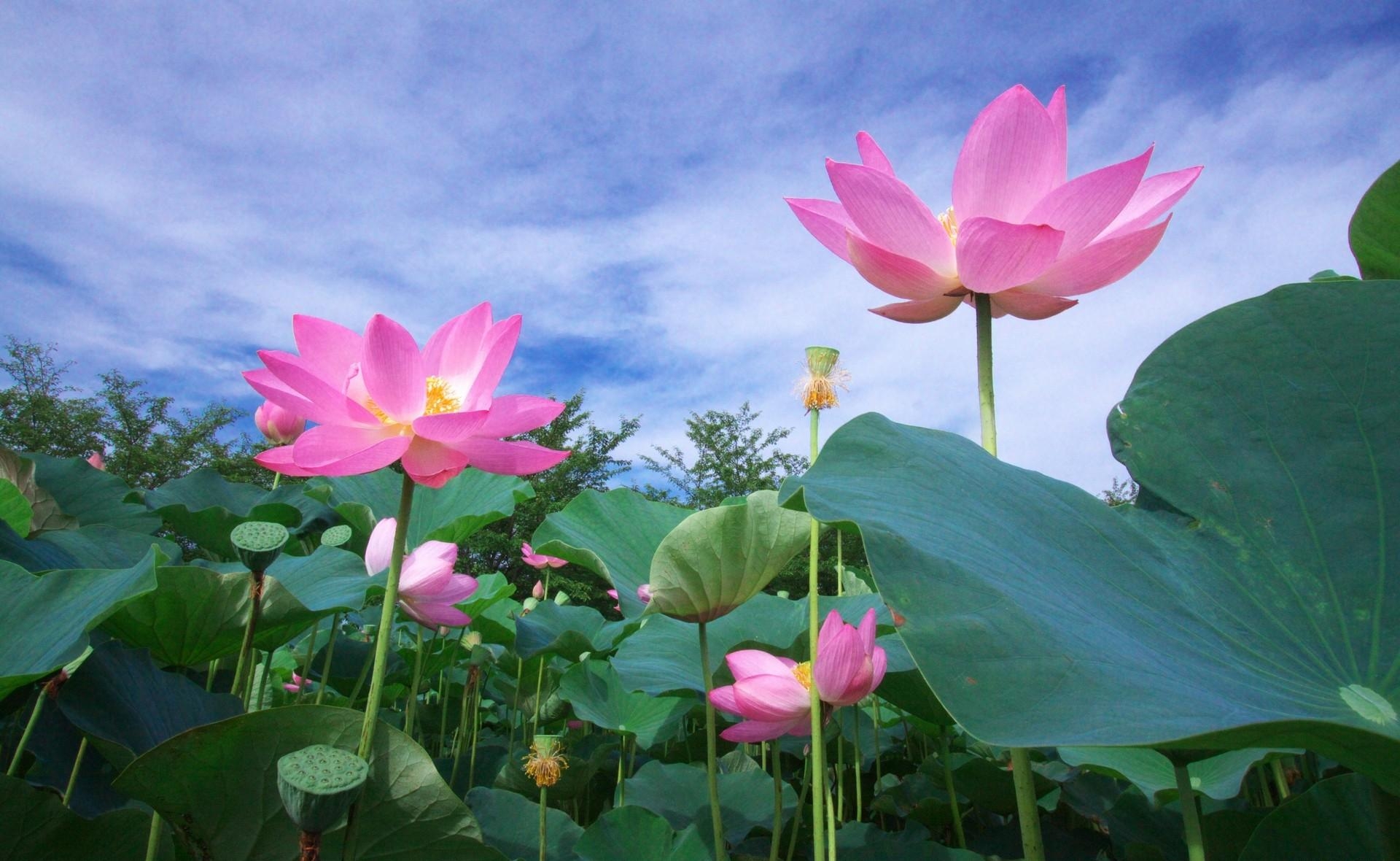 Popular Lotuses 4K for smartphone