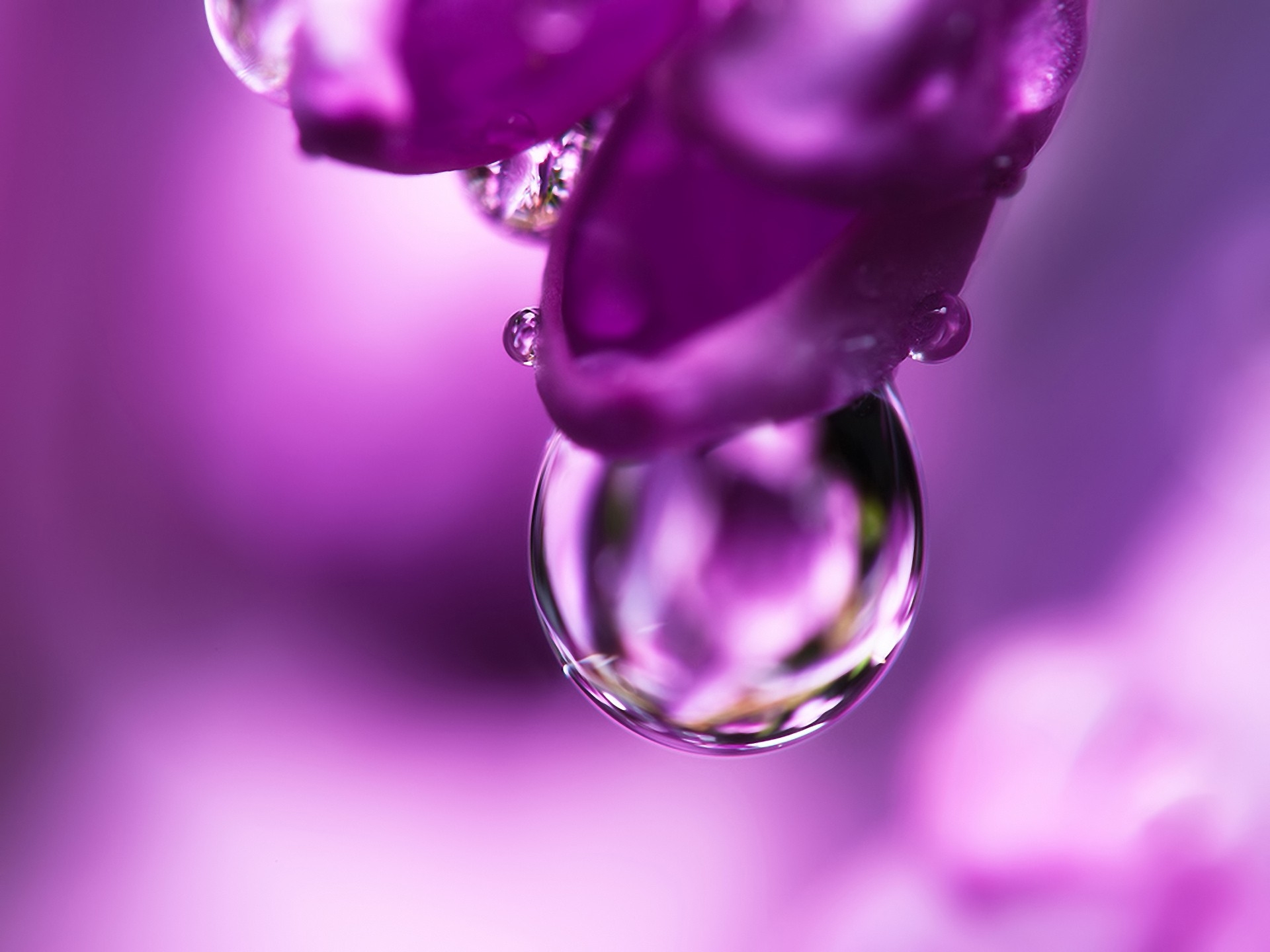122055 3840x2160 PC pictures for free, download petal, lilac, drop, flower 3840x2160 wallpapers on your desktop