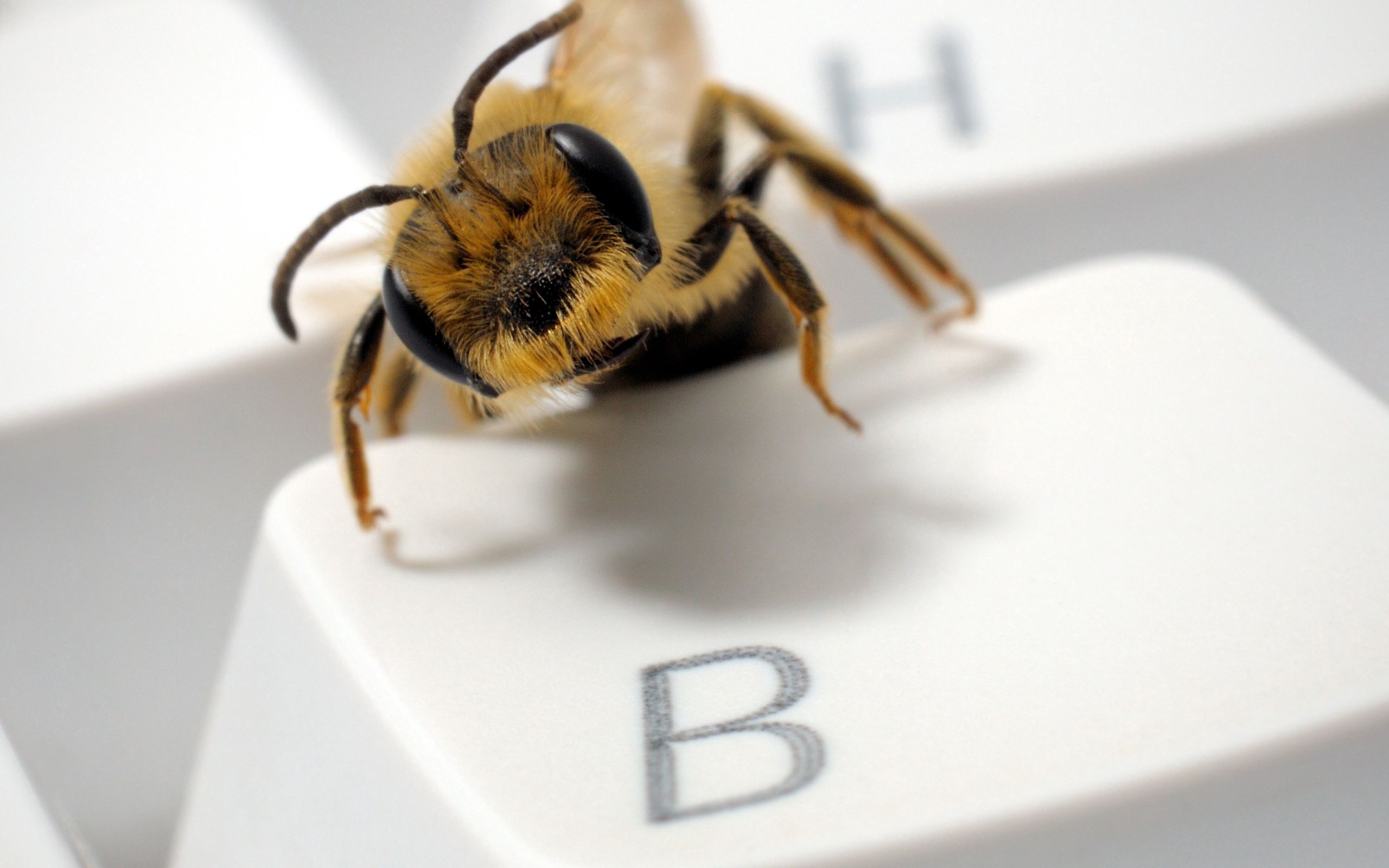 macro, eyes, insect, keyboard, button