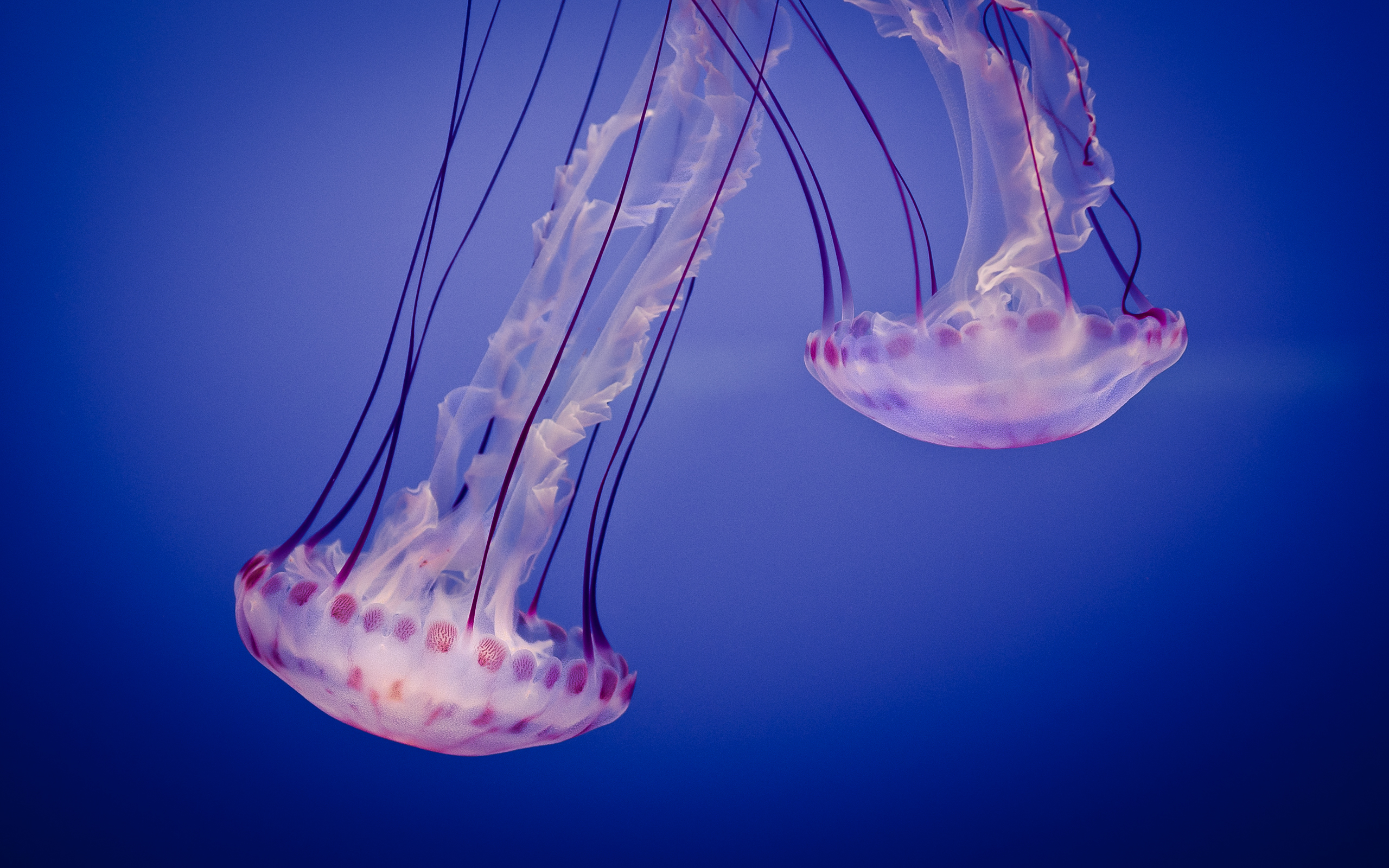 Laden Sie das Tiere, Jellyfish-Bild kostenlos auf Ihren PC-Desktop herunter