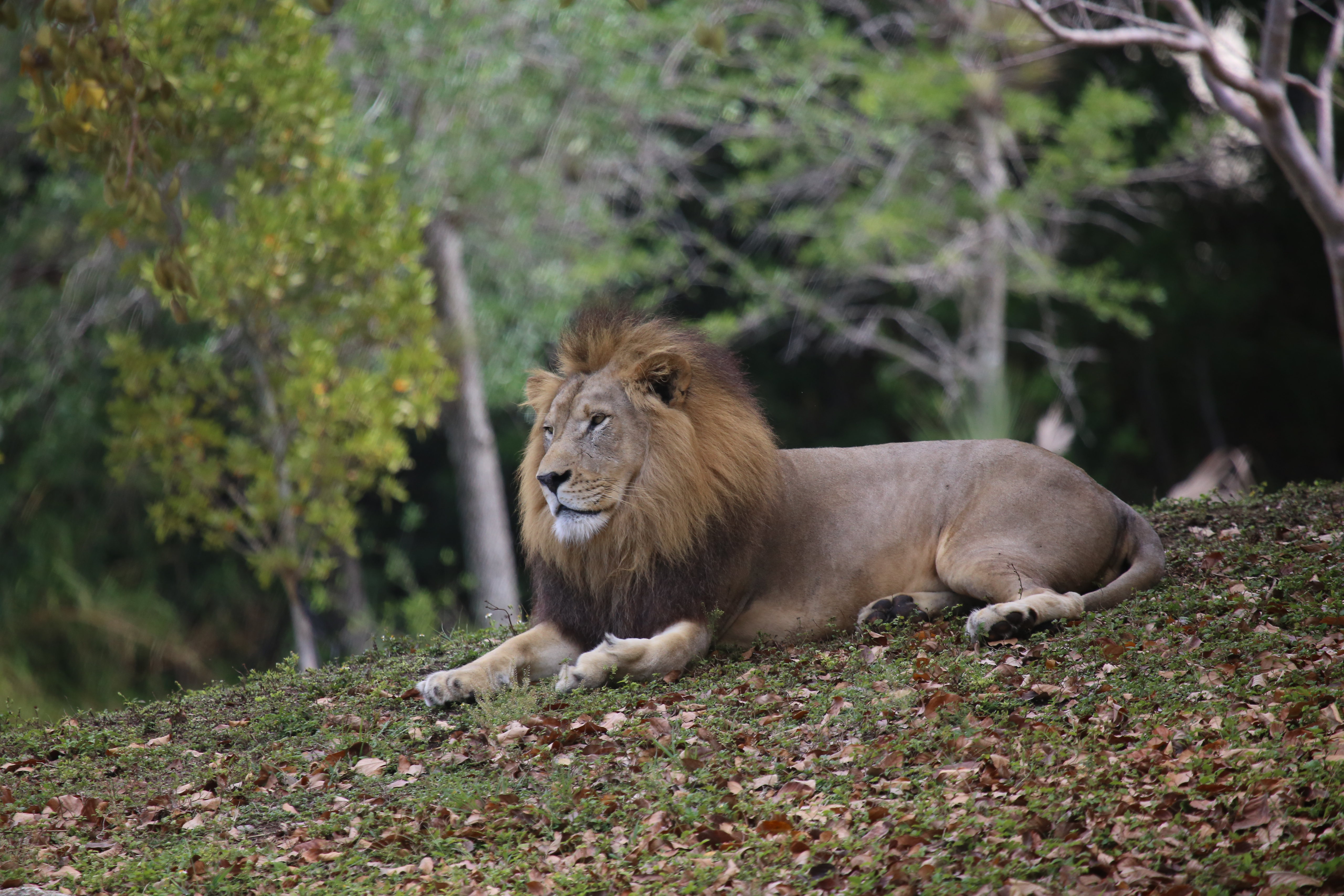 104190 Bild herunterladen tiere, ein löwe, löwe, raubtier, predator, große katze, big cat, mähne - Hintergrundbilder und Bildschirmschoner kostenlos