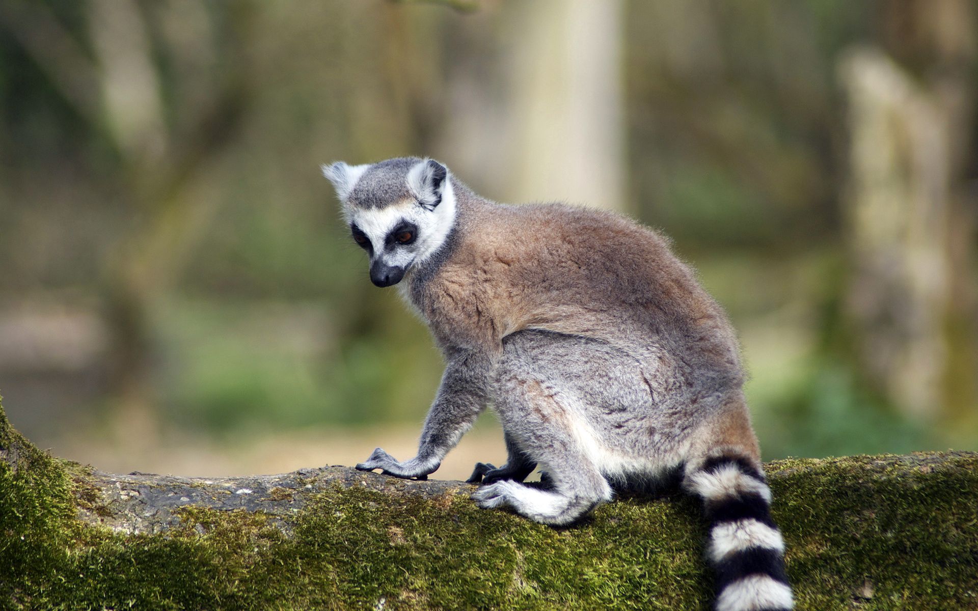 82219 Bild herunterladen tiere, gestreift, tier, lemur, schwanz - Hintergrundbilder und Bildschirmschoner kostenlos