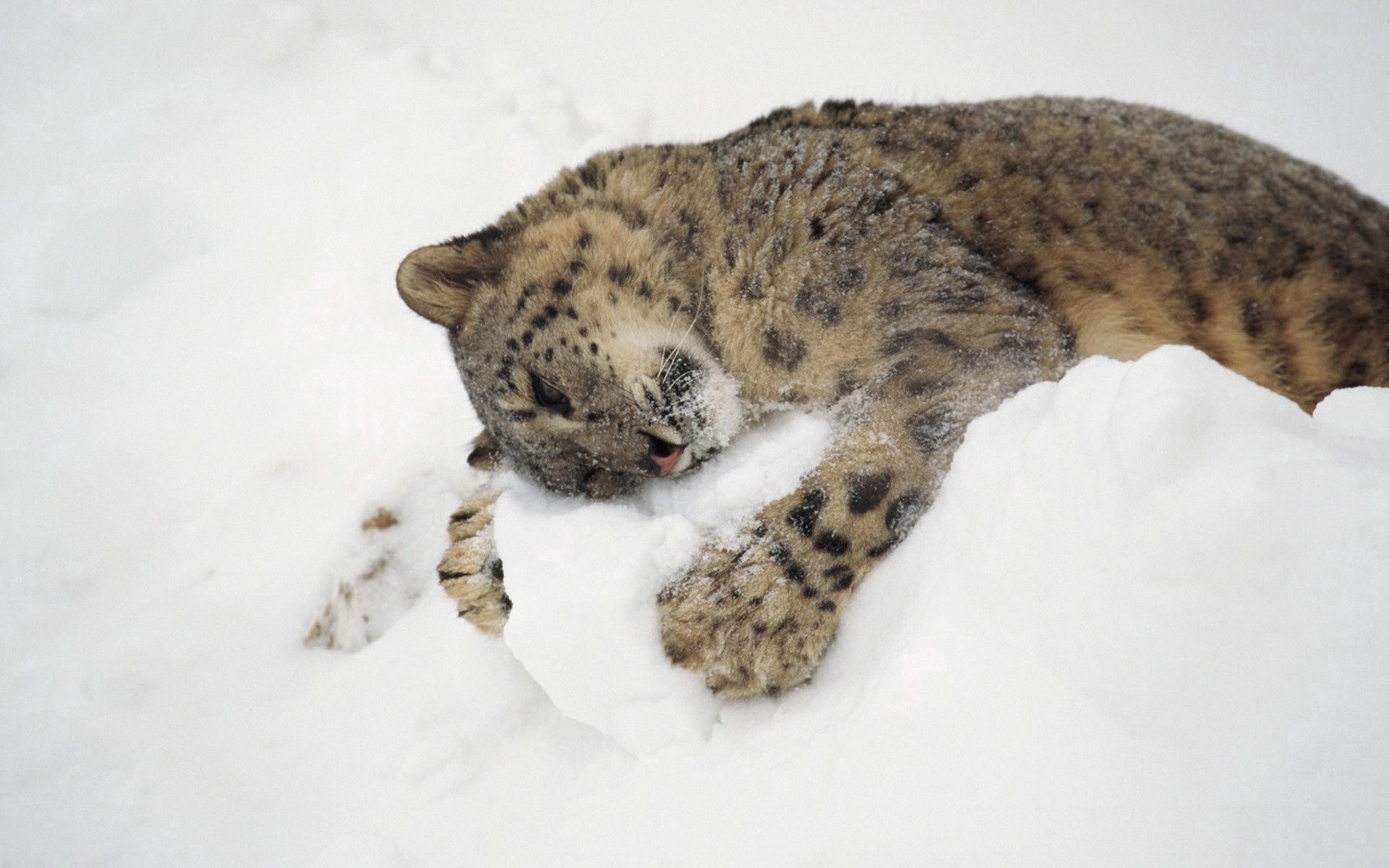 99160 Hintergrundbild herunterladen schneeleopard, tiere, schnee, sich hinlegen, liegen, spielerisch, spielerische - Bildschirmschoner und Bilder kostenlos
