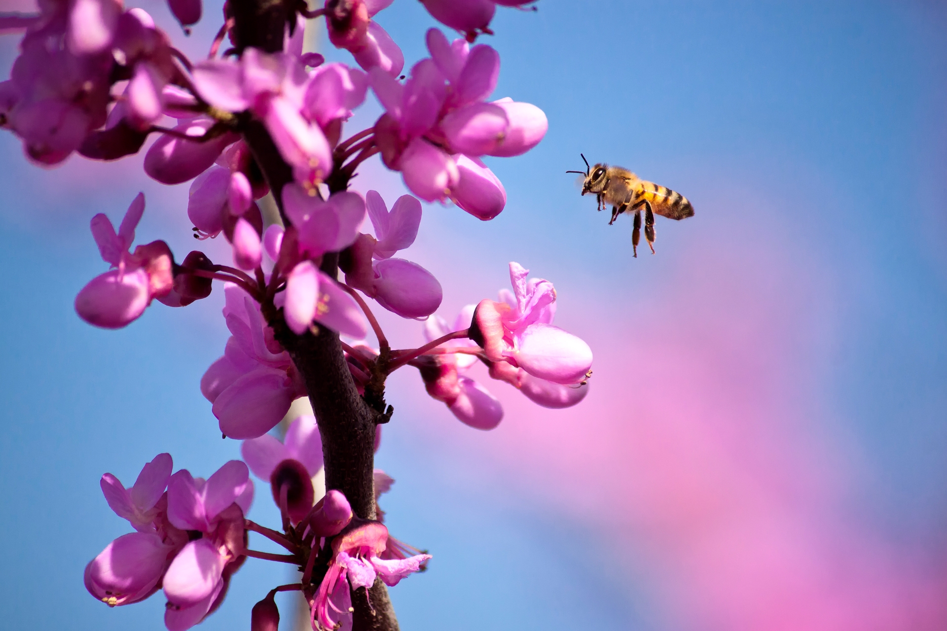 bee, flowers, macro, branch, flight, spring High Definition image