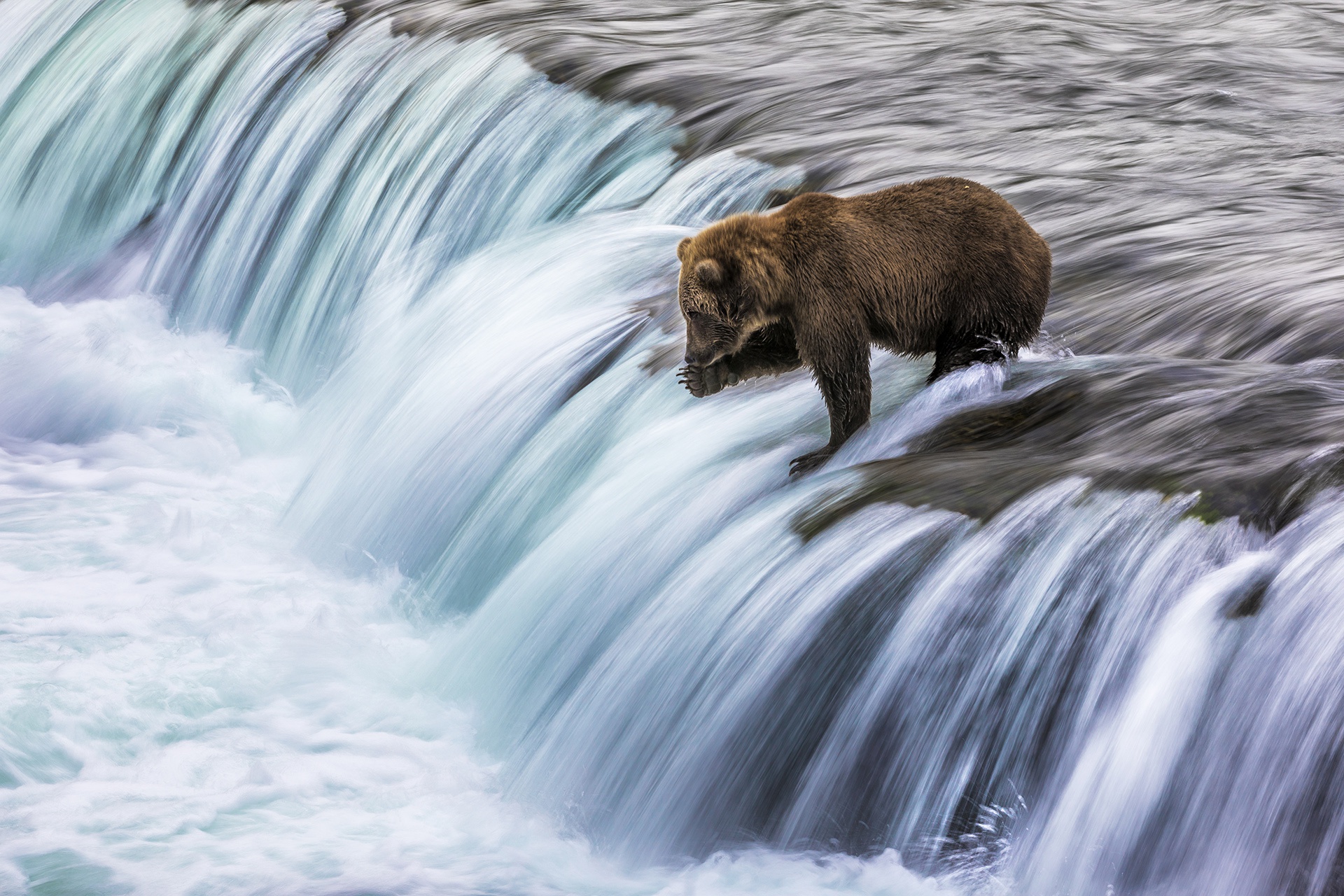 Водопад рыбалка. Медведь на водопаде. Бурый медведь у водопада. Медведь под водопадом. Лесу водопад медведь.