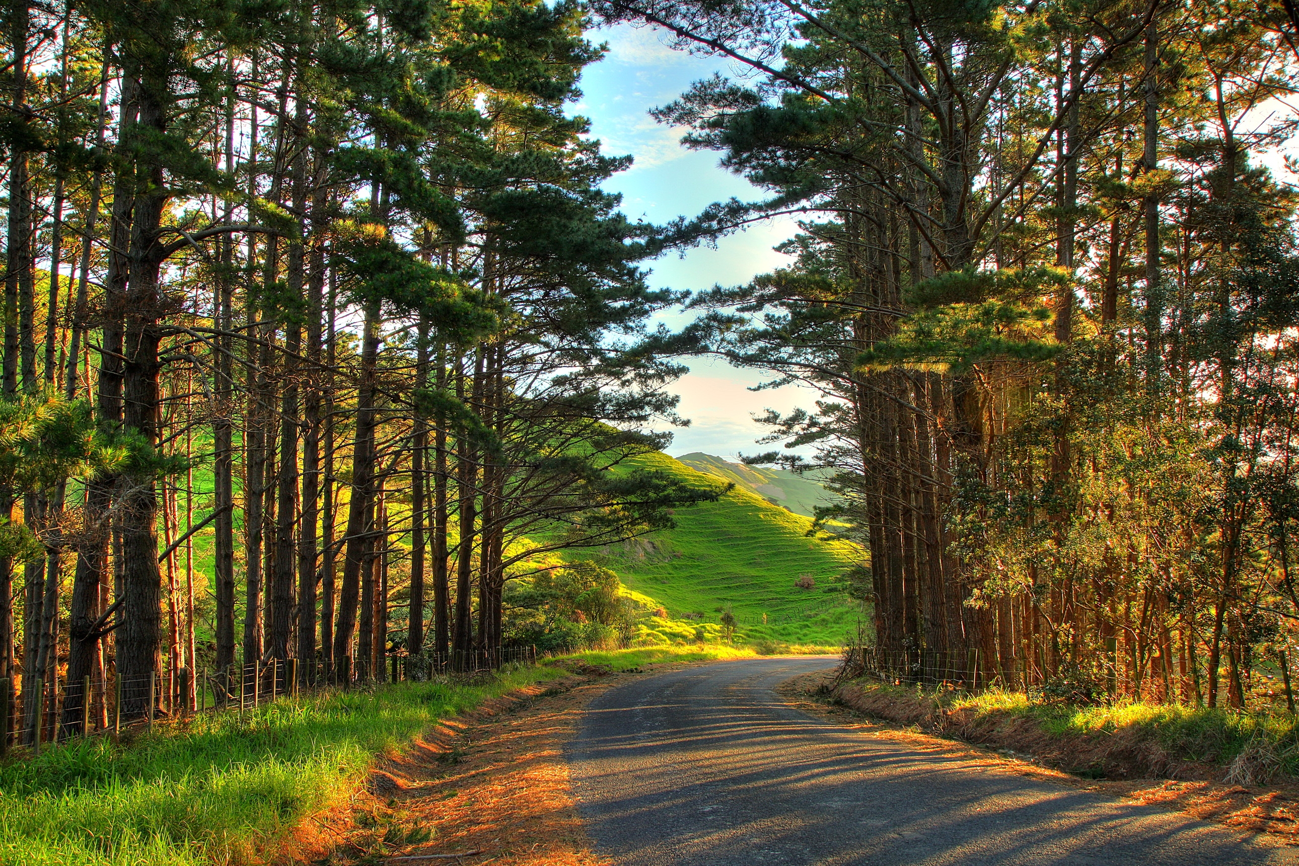 nature, new zealand, road, turn, forest, auckland, oakland, outskirts lock screen backgrounds