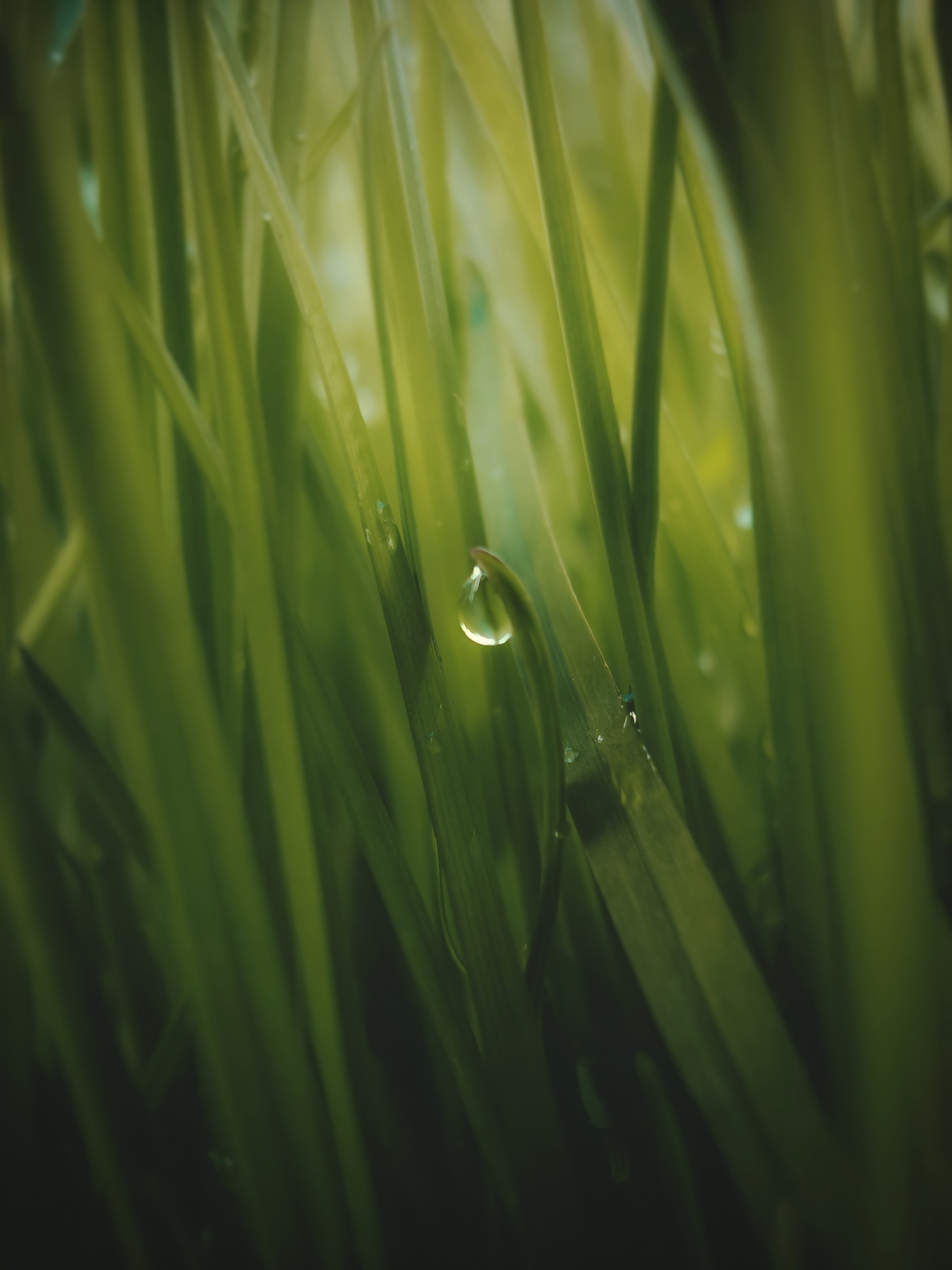 green, grass, macro, drop Free HD pic