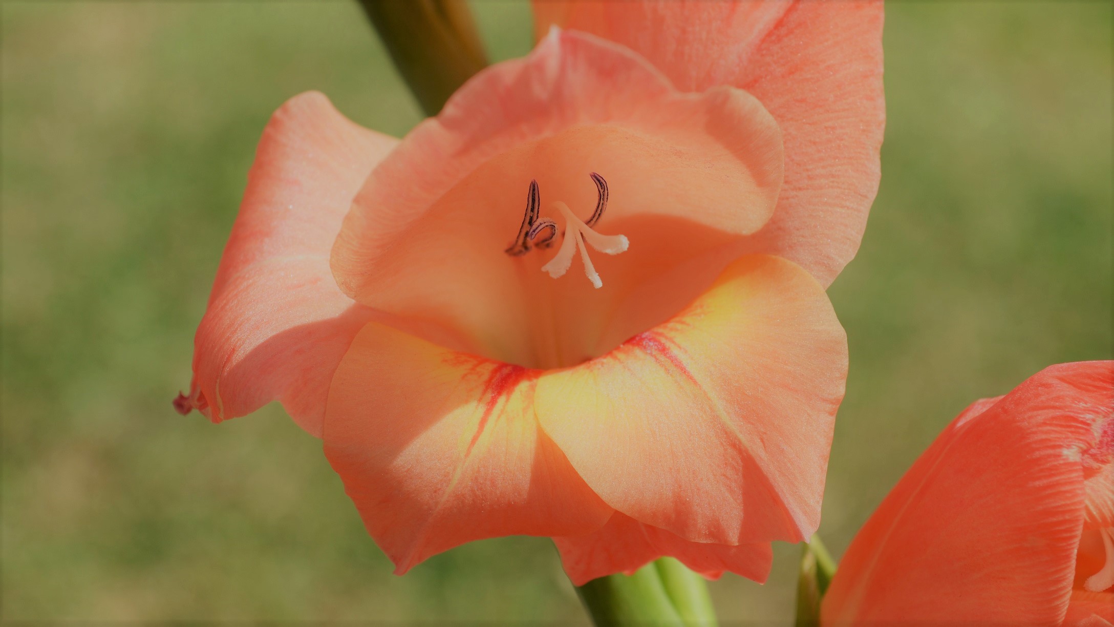 earth, gladiolus, close up, flower, nature, peach flower, flowers