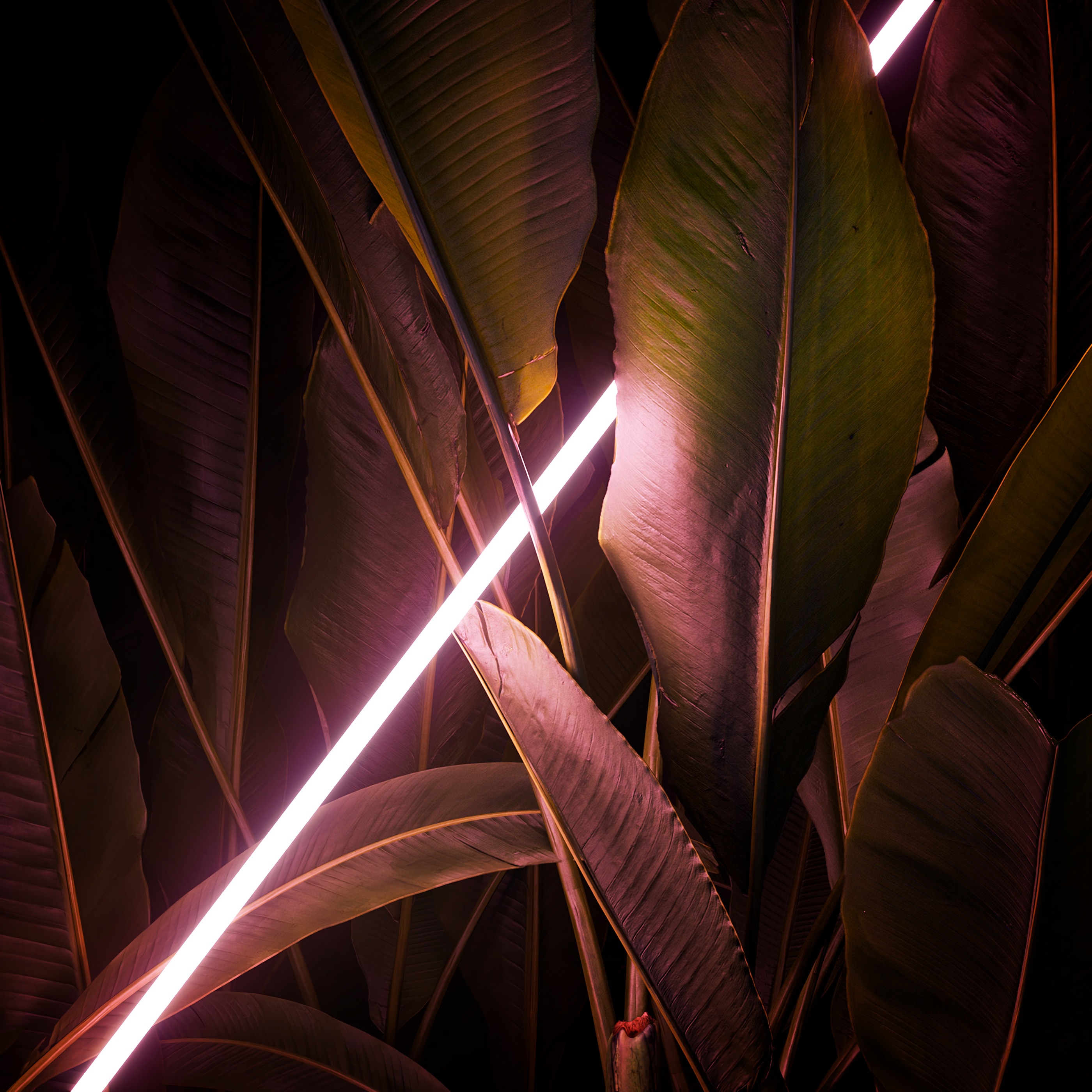 iPhone Wallpapers leaves, glow, miscellanea, shine Line