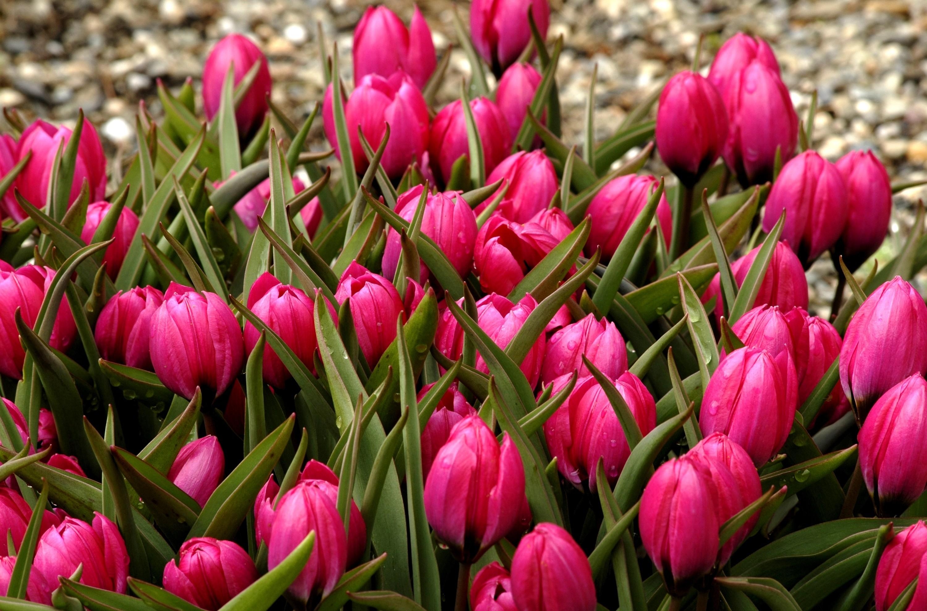 130664 télécharger le fond d'écran tulipes, fleurs, parterre de fleurs, parterre, bourgeons, joliment, c'est beau - économiseurs d'écran et images gratuitement