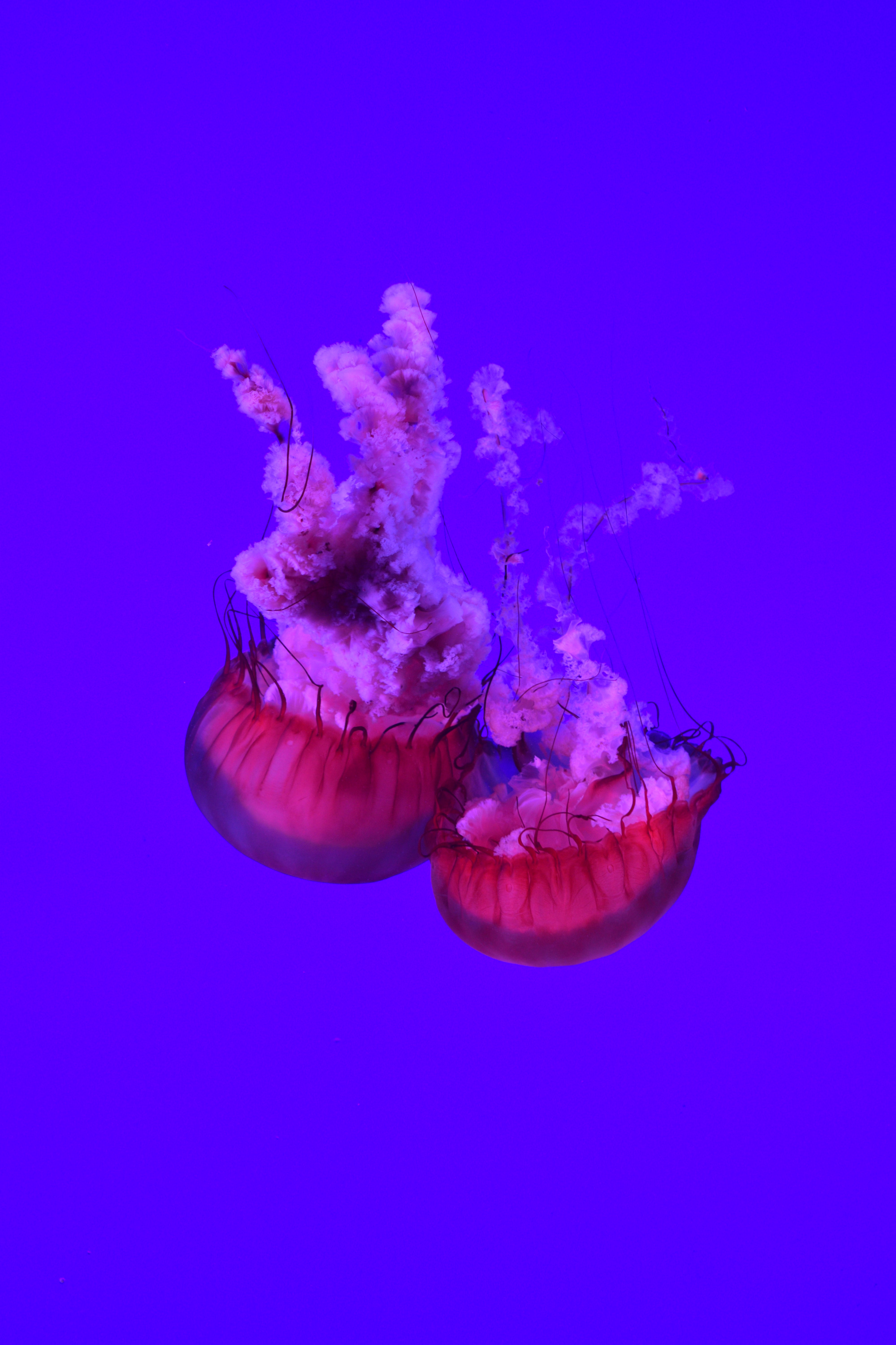 59921 Hintergrundbilder und Jellyfish Bilder auf dem Desktop. Laden Sie unterwasserwelt, die tentakel, ozean, tentakel Bildschirmschoner kostenlos auf den PC herunter