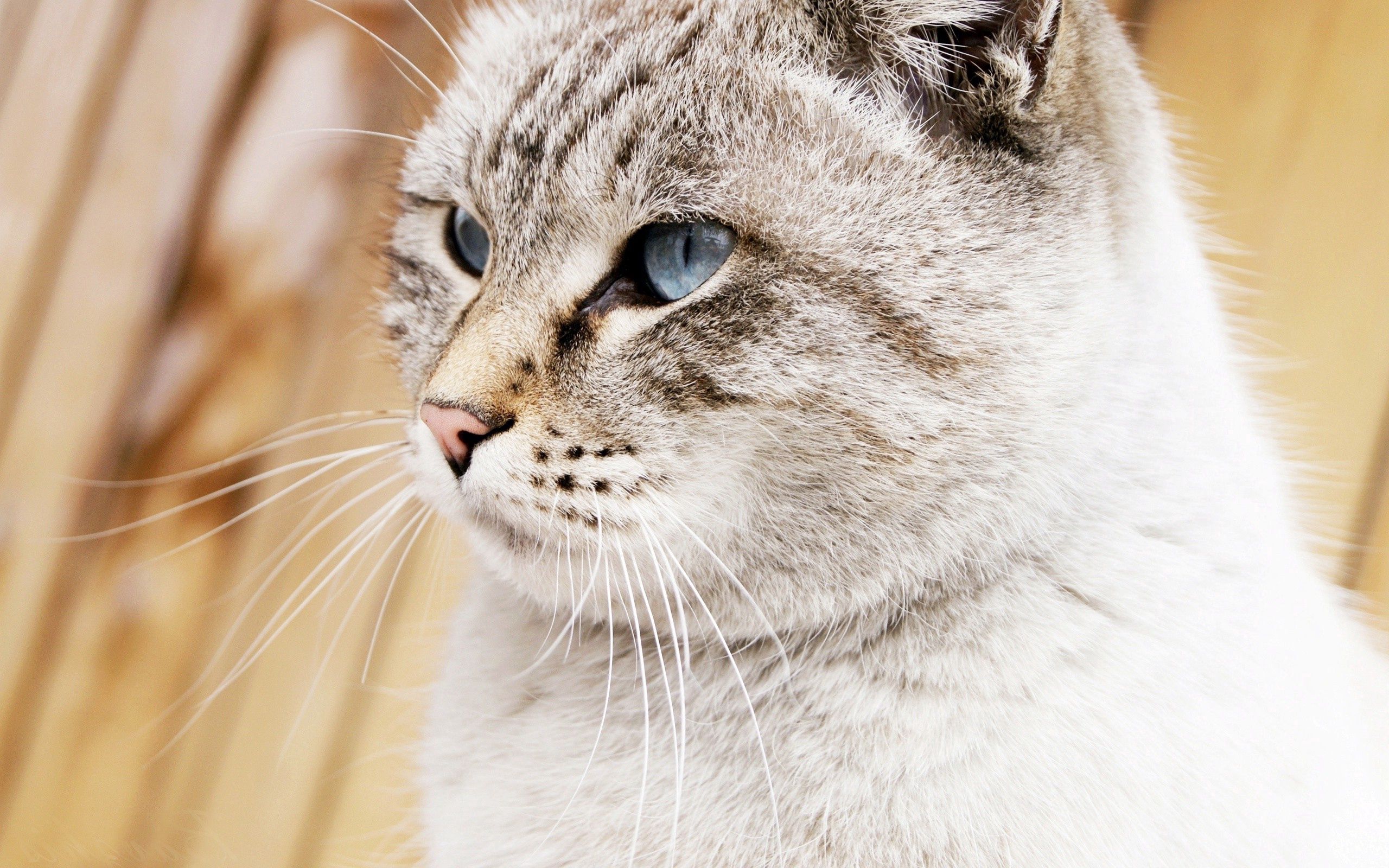 145854 Заставки і шпалери Блакитноокий на телефон. Завантажити кішка, морда, кіт, красивий картинки безкоштовно