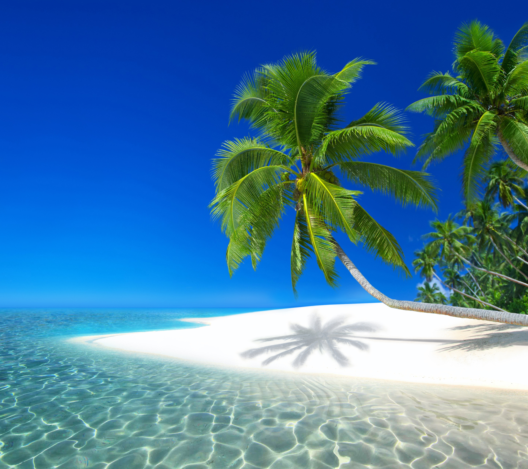 HD desktop wallpaper: Sea, Beach, Earth, Island, Tropical, Seychelles, Palm  Tree download free picture #1272070