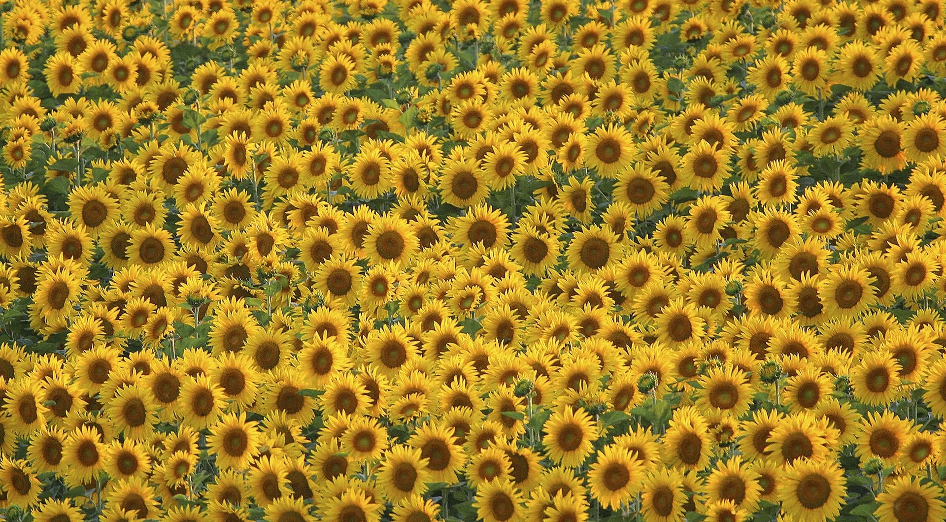 Handy-Wallpaper Blumen, Sonnenblumen, Sommer, Feld, Viel kostenlos herunterladen.