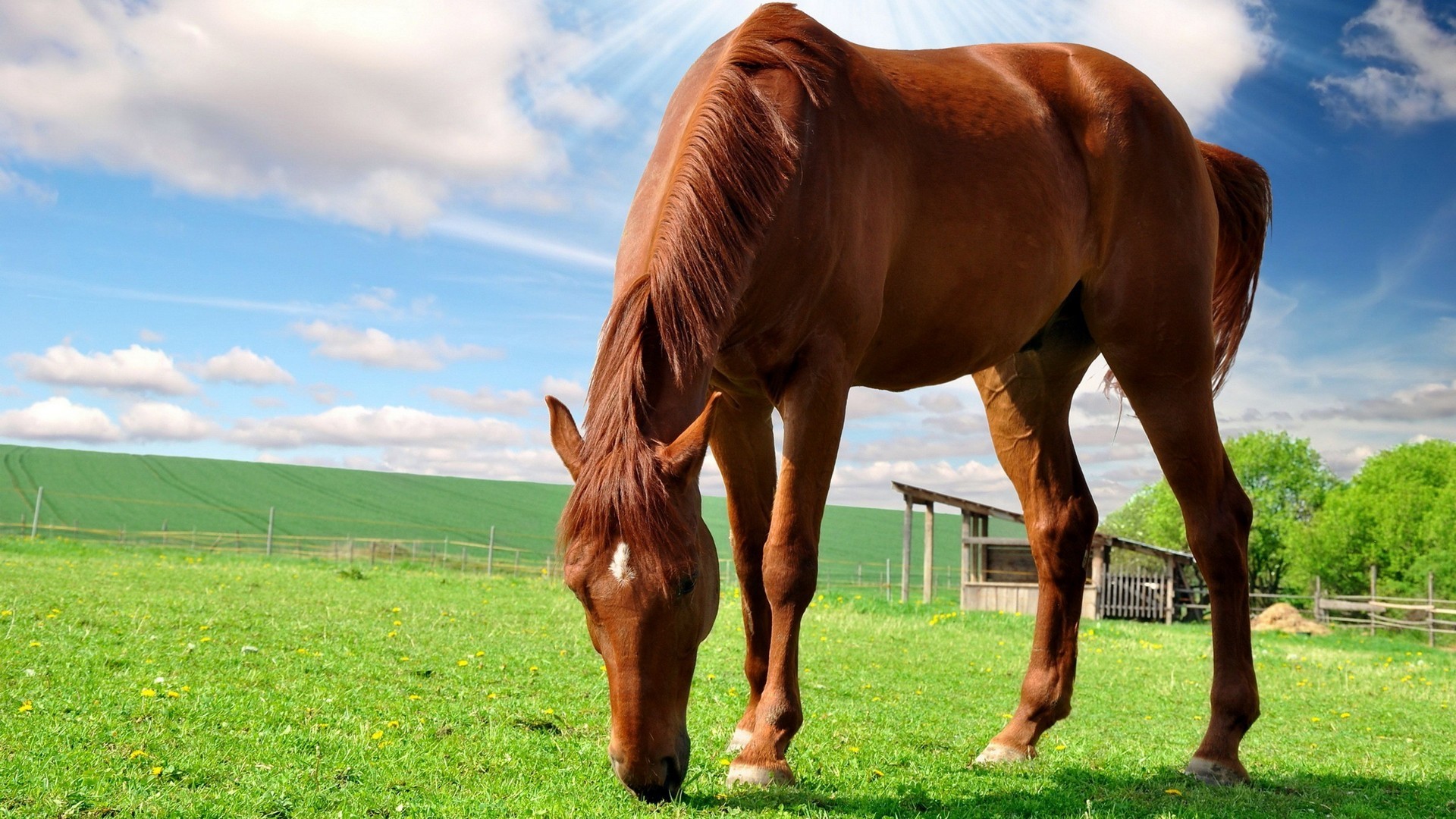 40775 Bild herunterladen pferde, tiere - Hintergrundbilder und Bildschirmschoner kostenlos