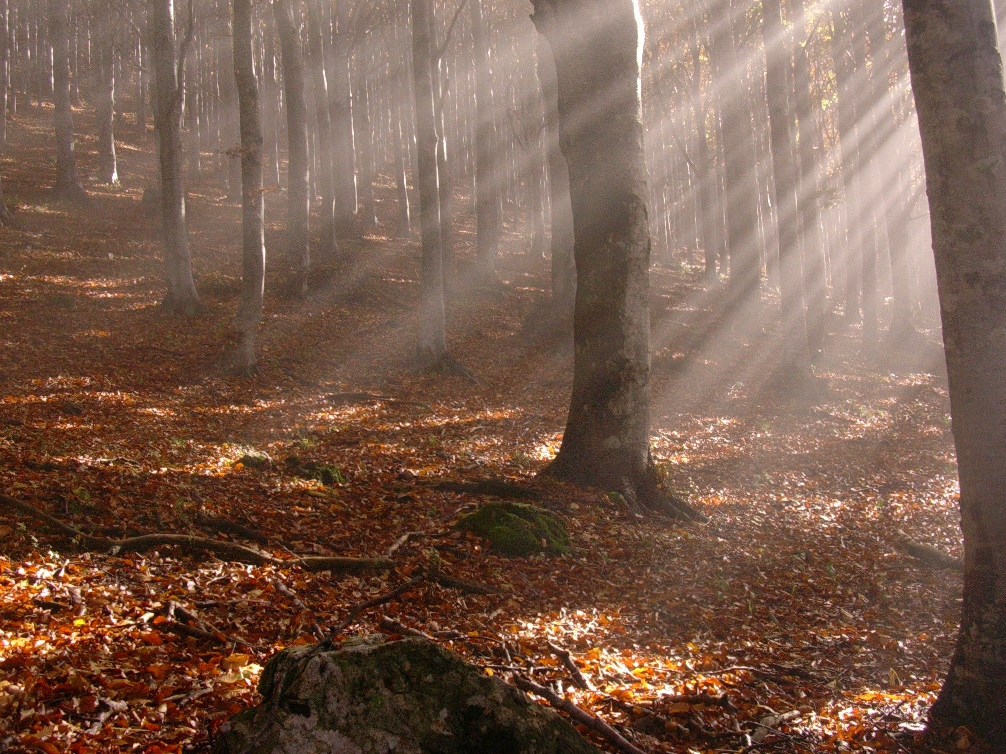 HD for desktop 1080p Trees forest, nature, light, rays
