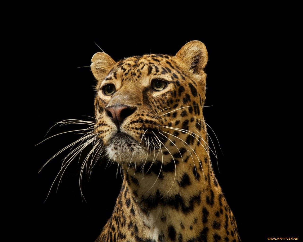 Leopards cellphone Wallpaper