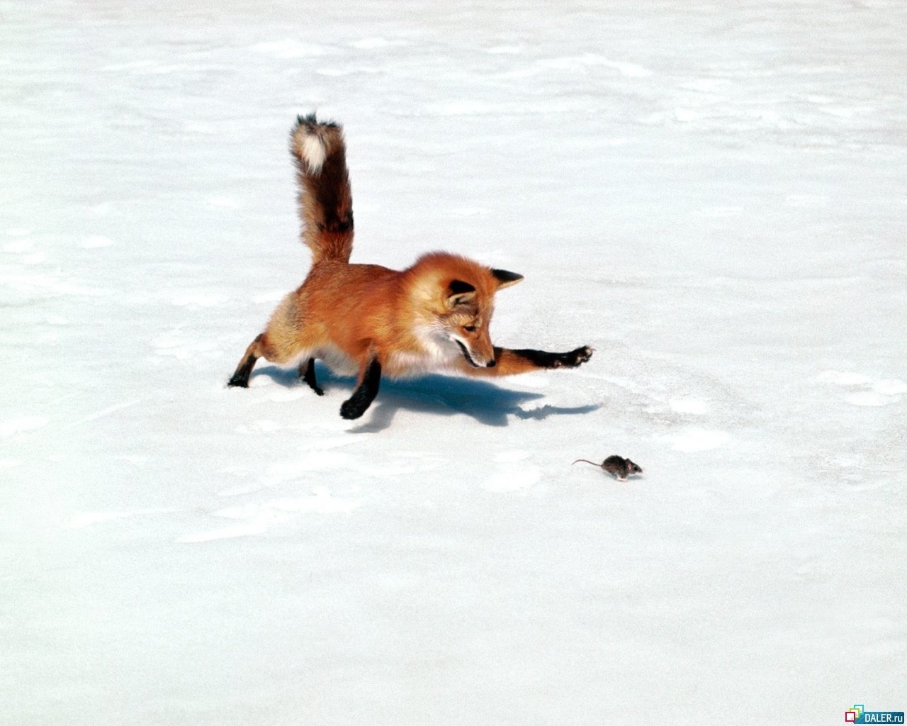 animals, mice, snow, fox, white