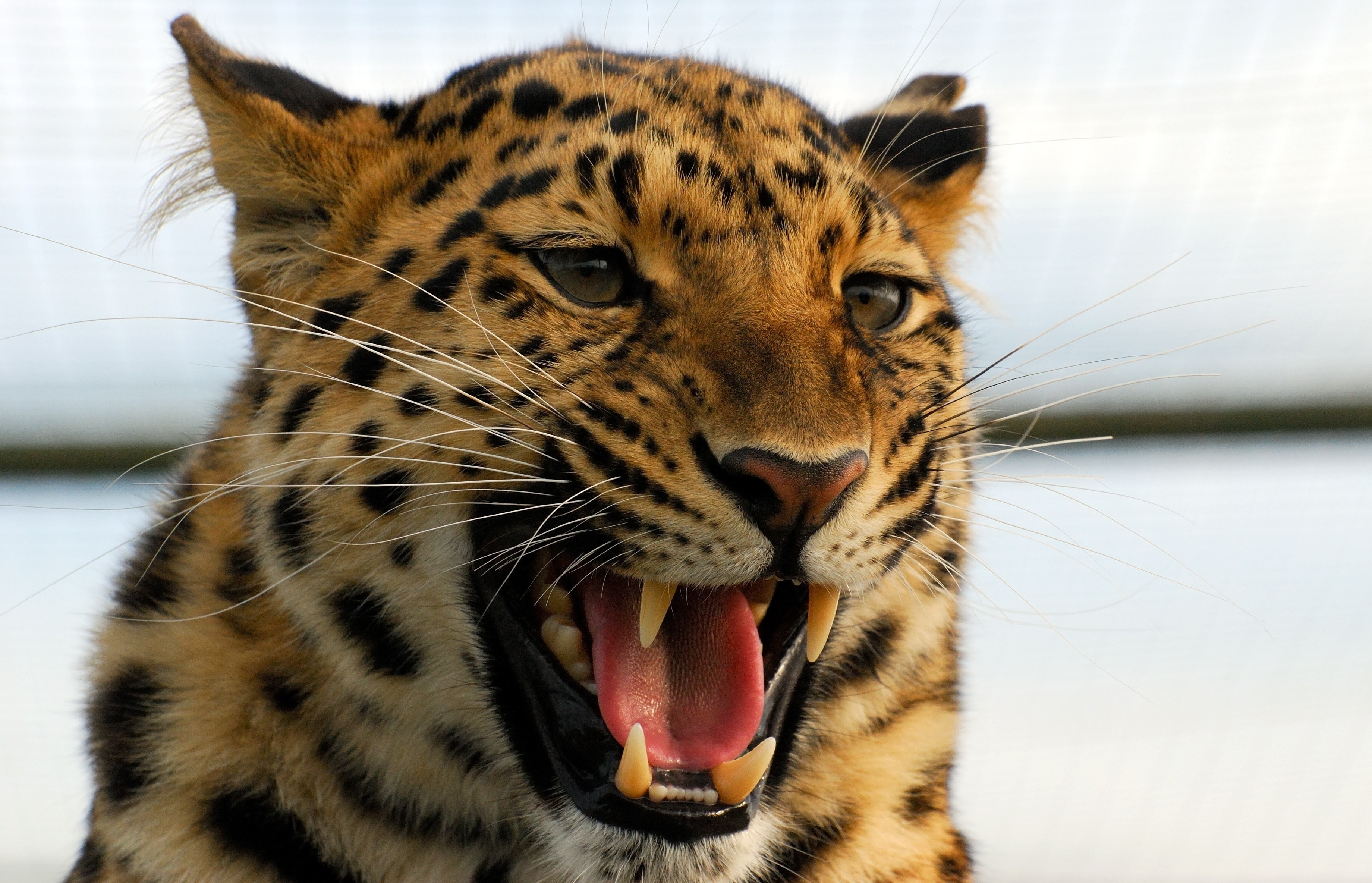 157669 Hintergrundbild herunterladen tiere, leopard, aggression, grinsen, grin, raubtier, predator, große katze, big cat - Bildschirmschoner und Bilder kostenlos