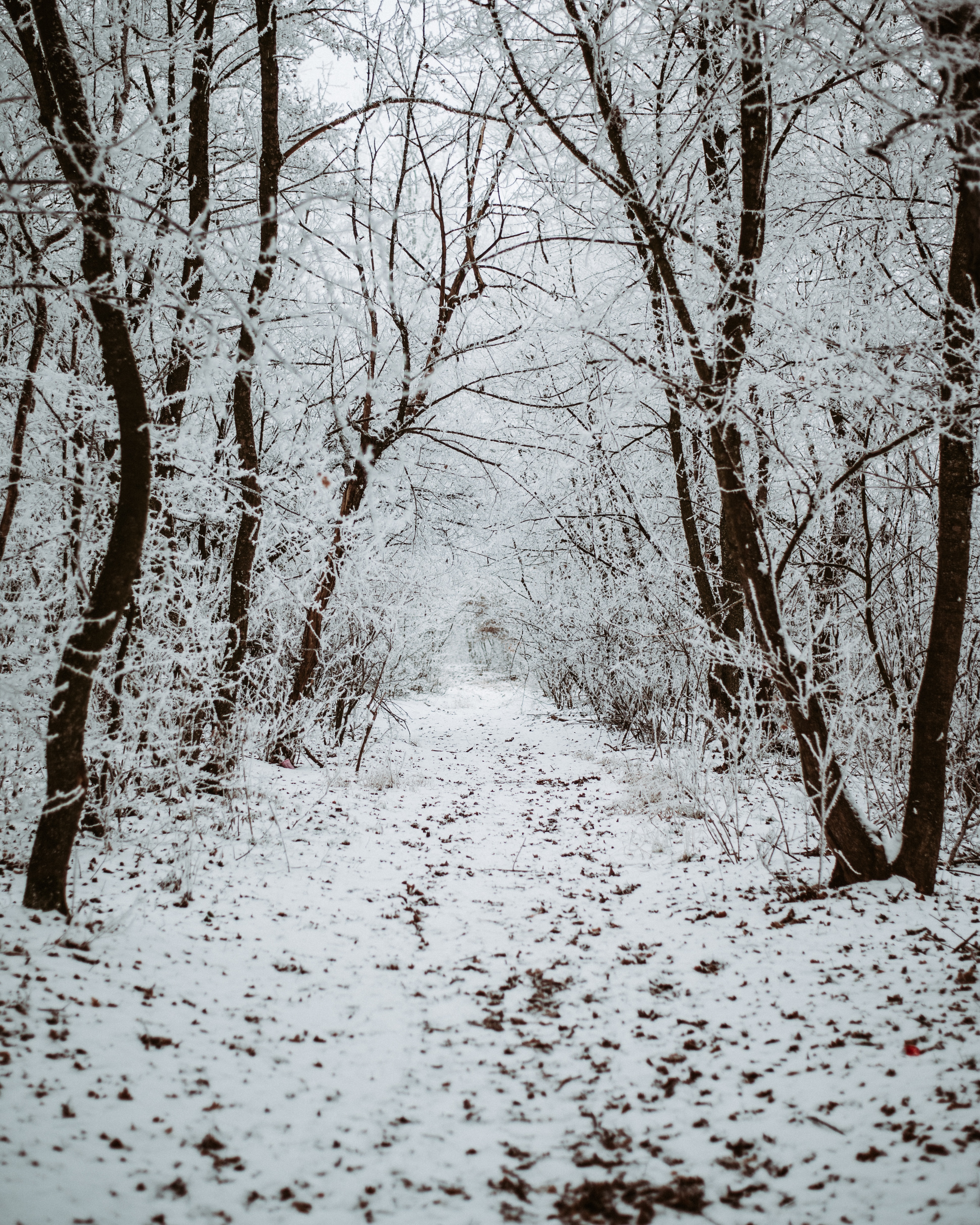 57975 Hintergrundbild herunterladen winter, natur, bäume, schnee, wald, spur, track - Bildschirmschoner und Bilder kostenlos