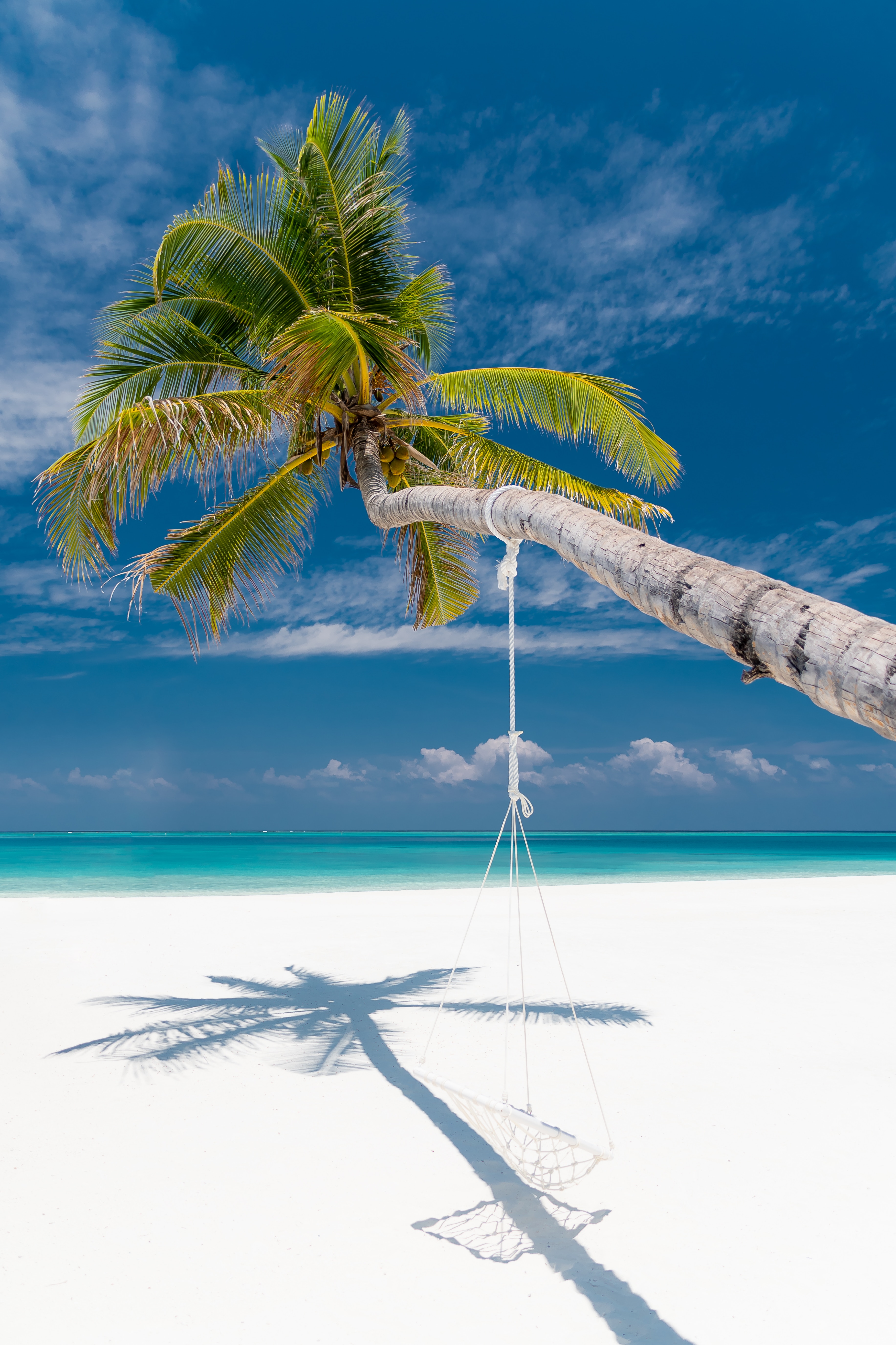 52068 Hintergrundbild herunterladen palme, strand, tropen, natur, sea, sommer, palm - Bildschirmschoner und Bilder kostenlos