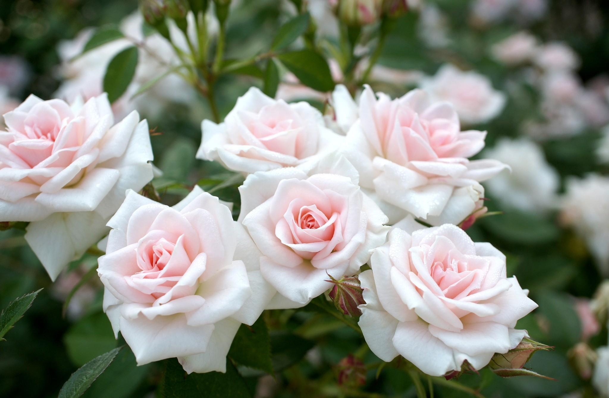 Скачать картинку Розы, Цветы, Сад, Нежность, Резкость в телефон бесплатно. 