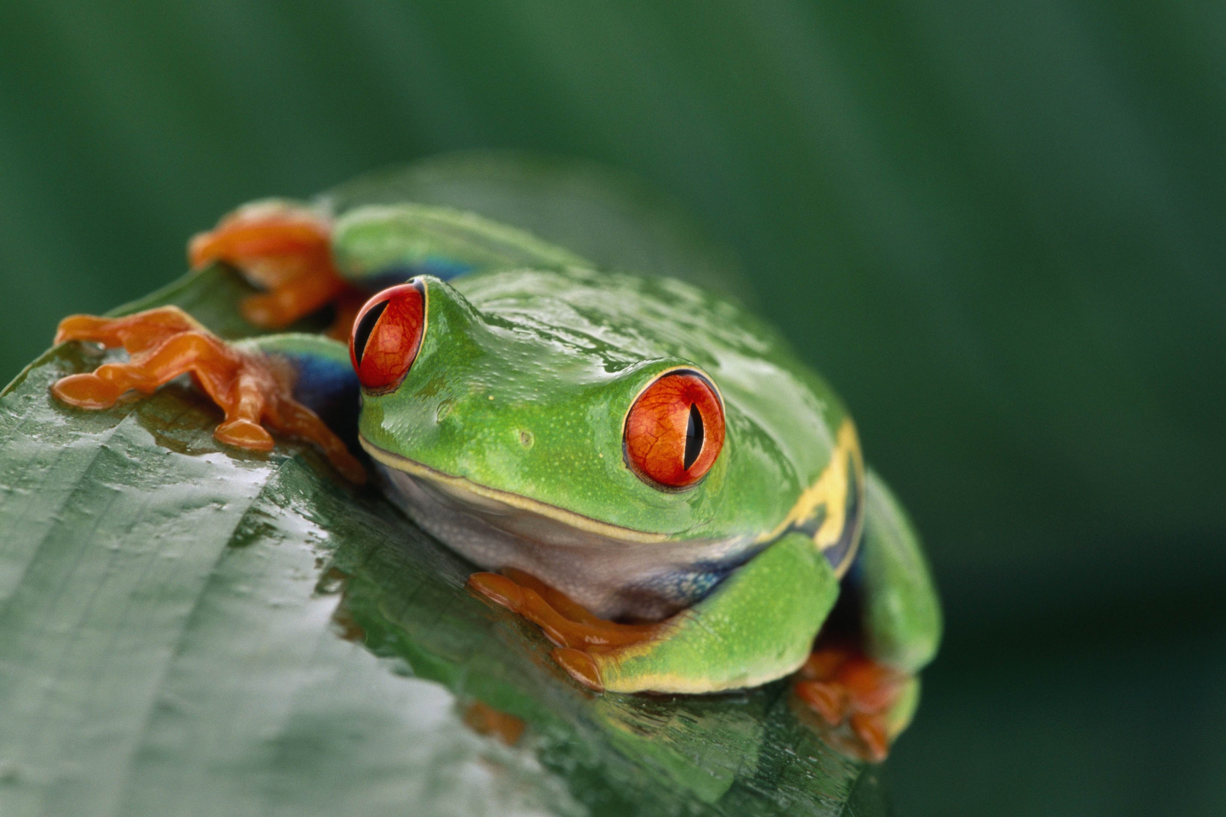 iPhone Wallpapers wet, frog, eyes, humid Leaf