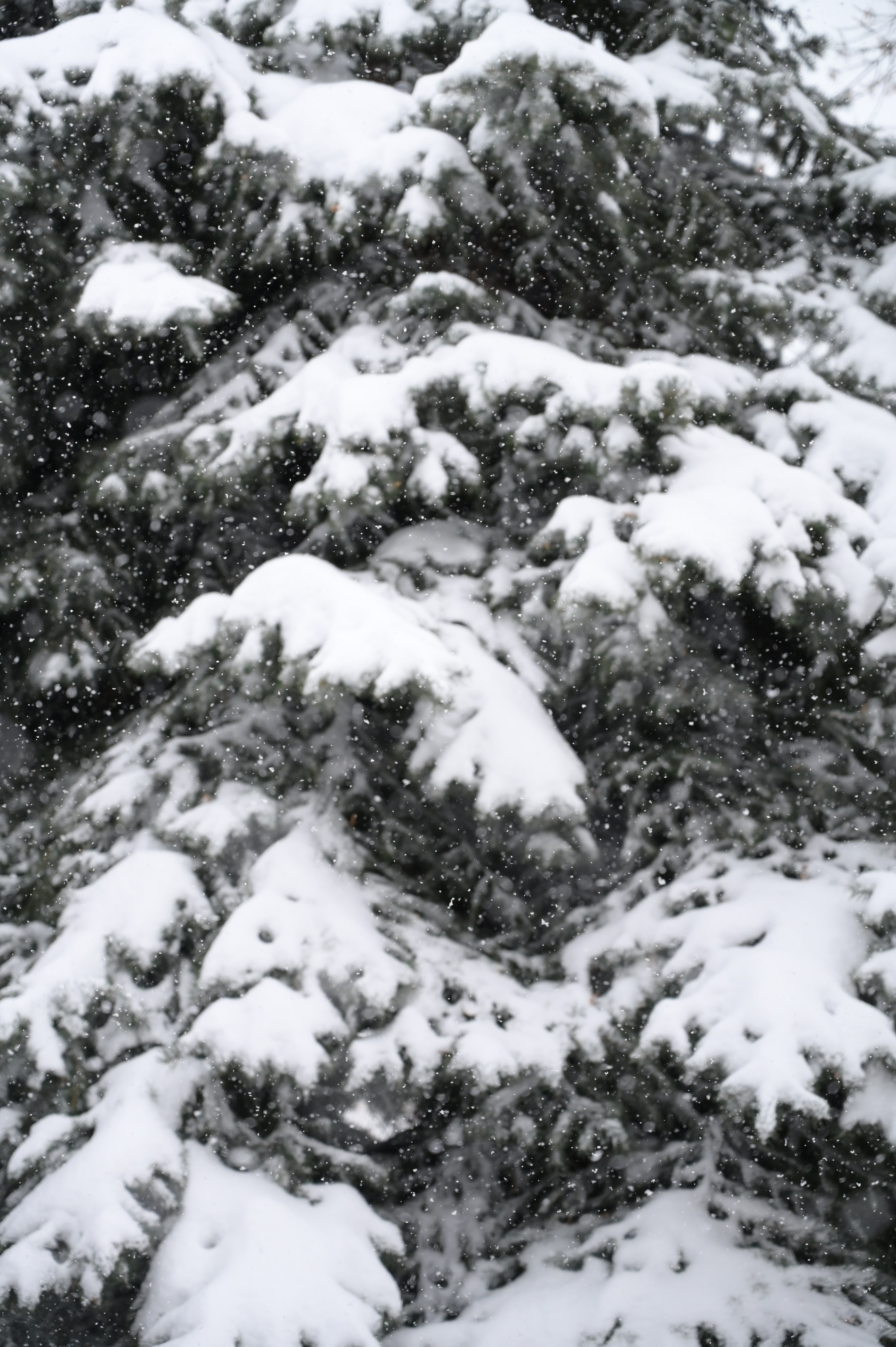 154155 Заставки і шпалери Снігопад на телефон. Завантажити зима, природа, сніг, ялина, ялиця, снігопад картинки безкоштовно