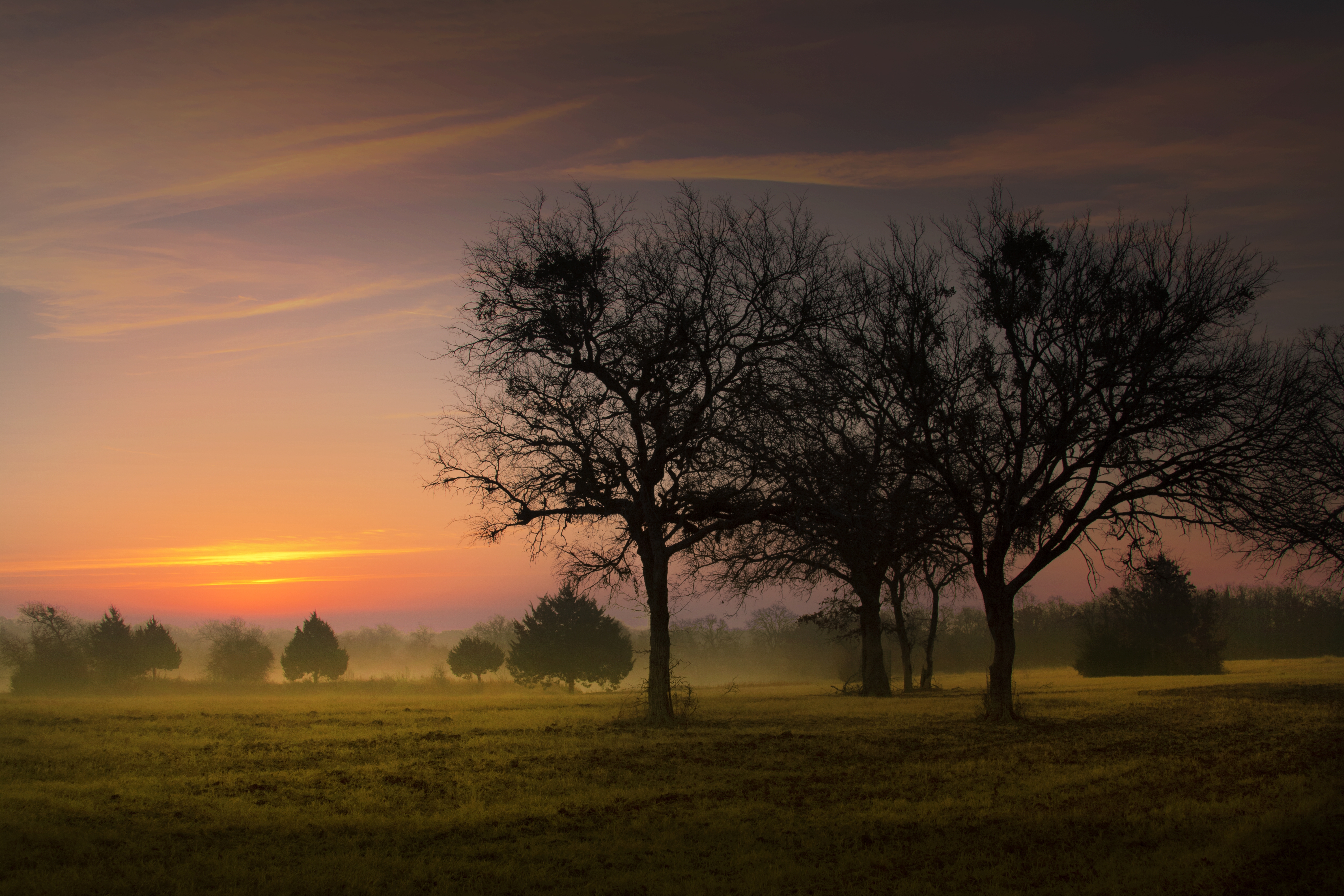 nature, morning, trees, sky, dawn, fog, early