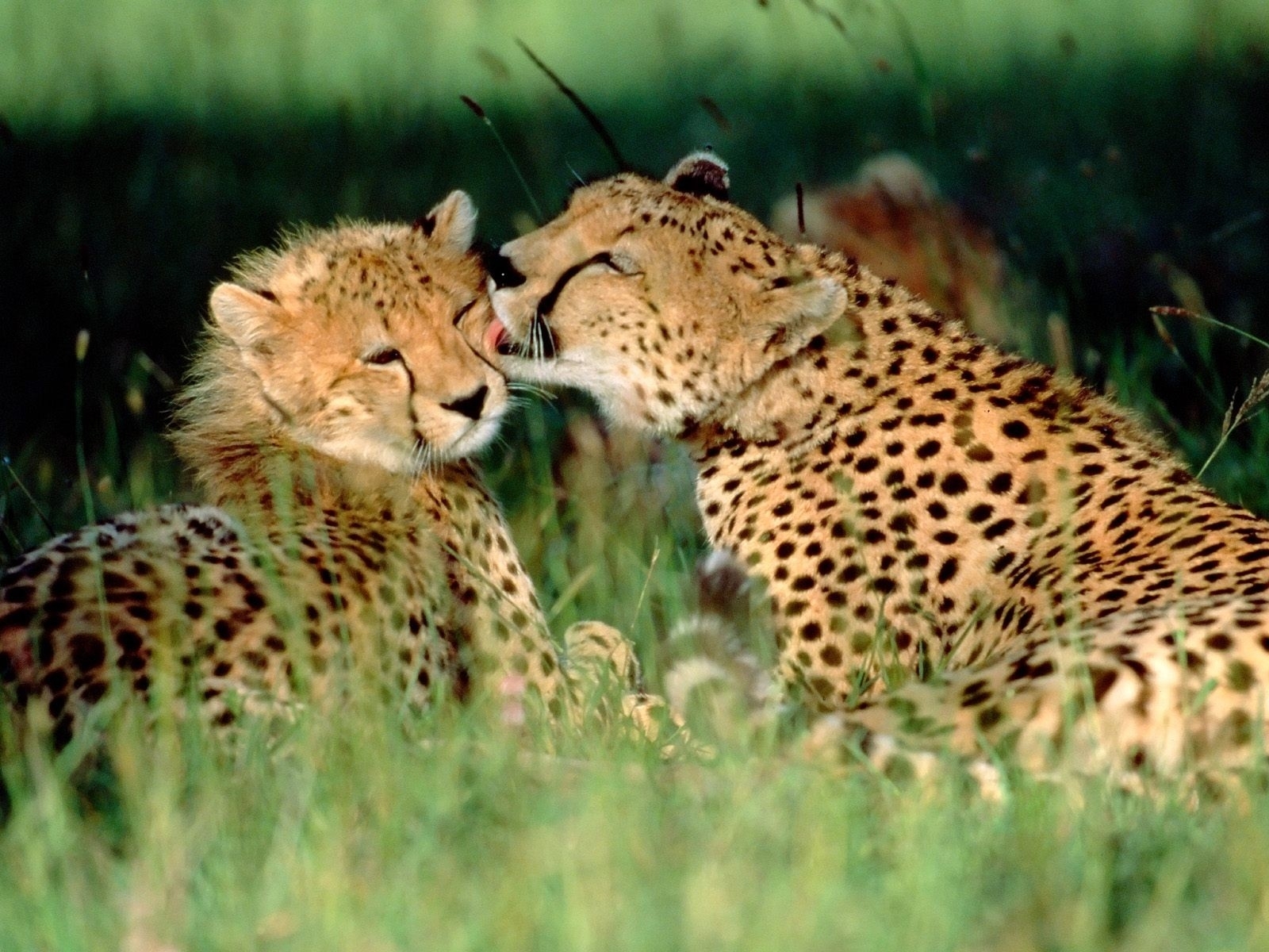 7118 Hintergrundbild herunterladen tiere, leopards - Bildschirmschoner und Bilder kostenlos