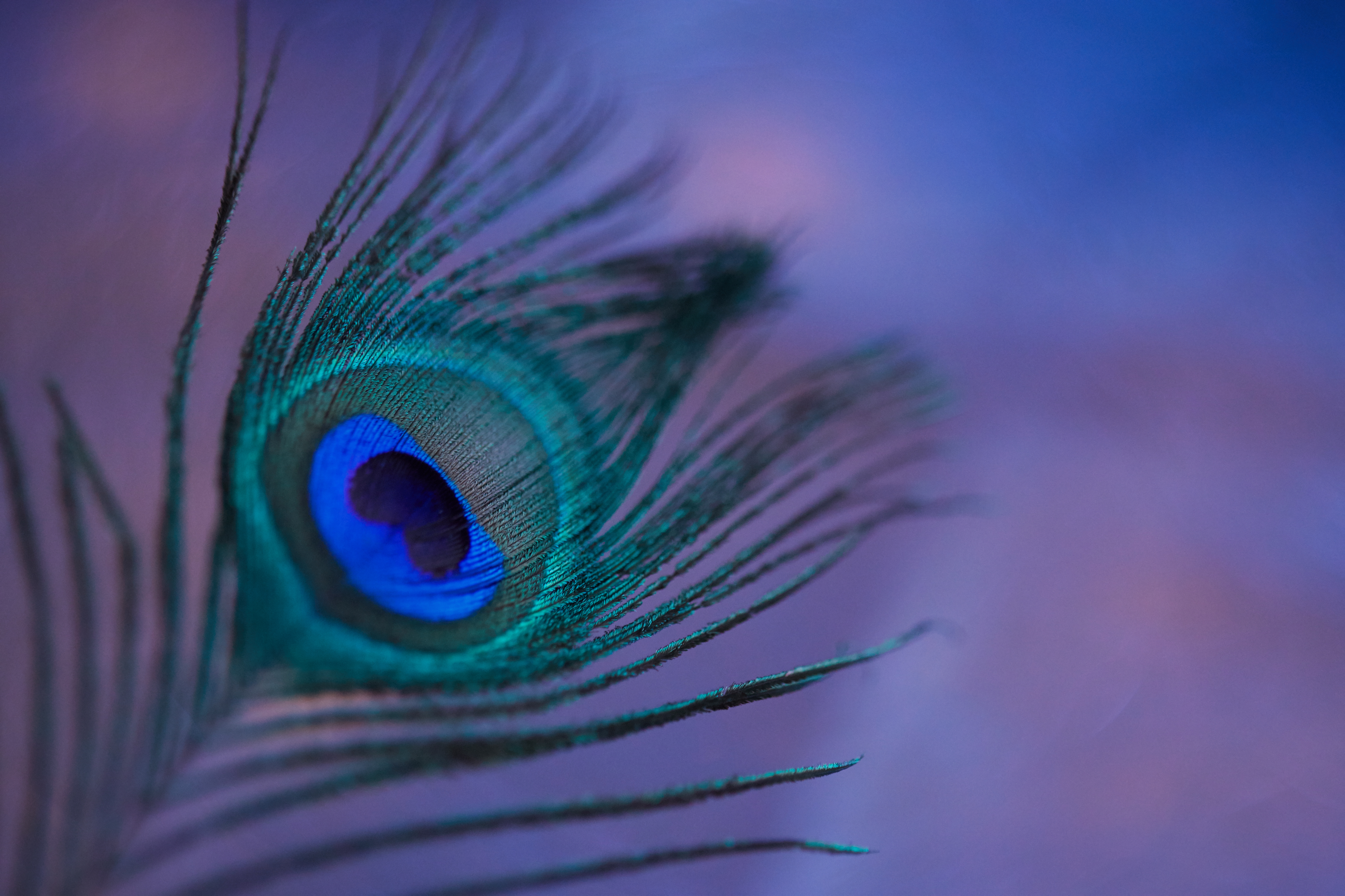peacock feather, pen, feather, macro, multicolored, motley