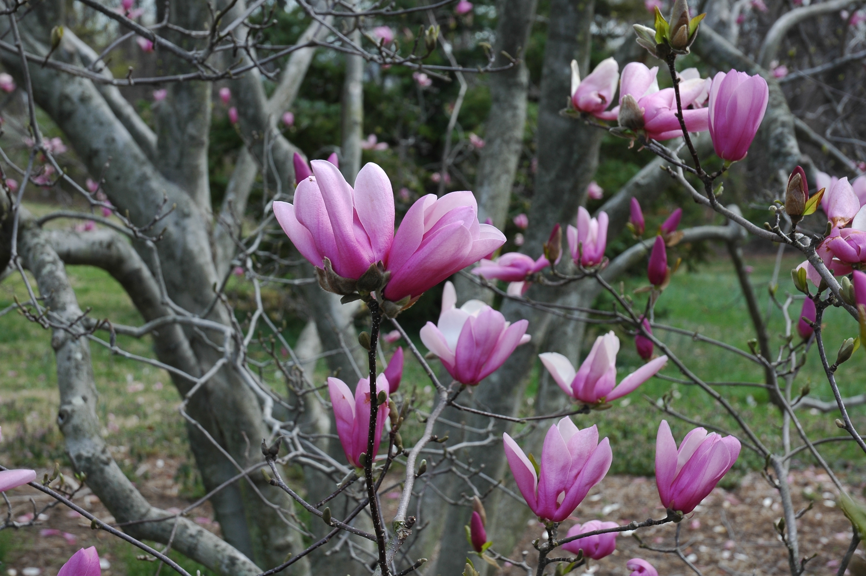 98109 Hintergrundbild herunterladen blumen, holz, baum, geäst, zweige, magnolie, magnolia, niere, nieren, erwachen - Bildschirmschoner und Bilder kostenlos